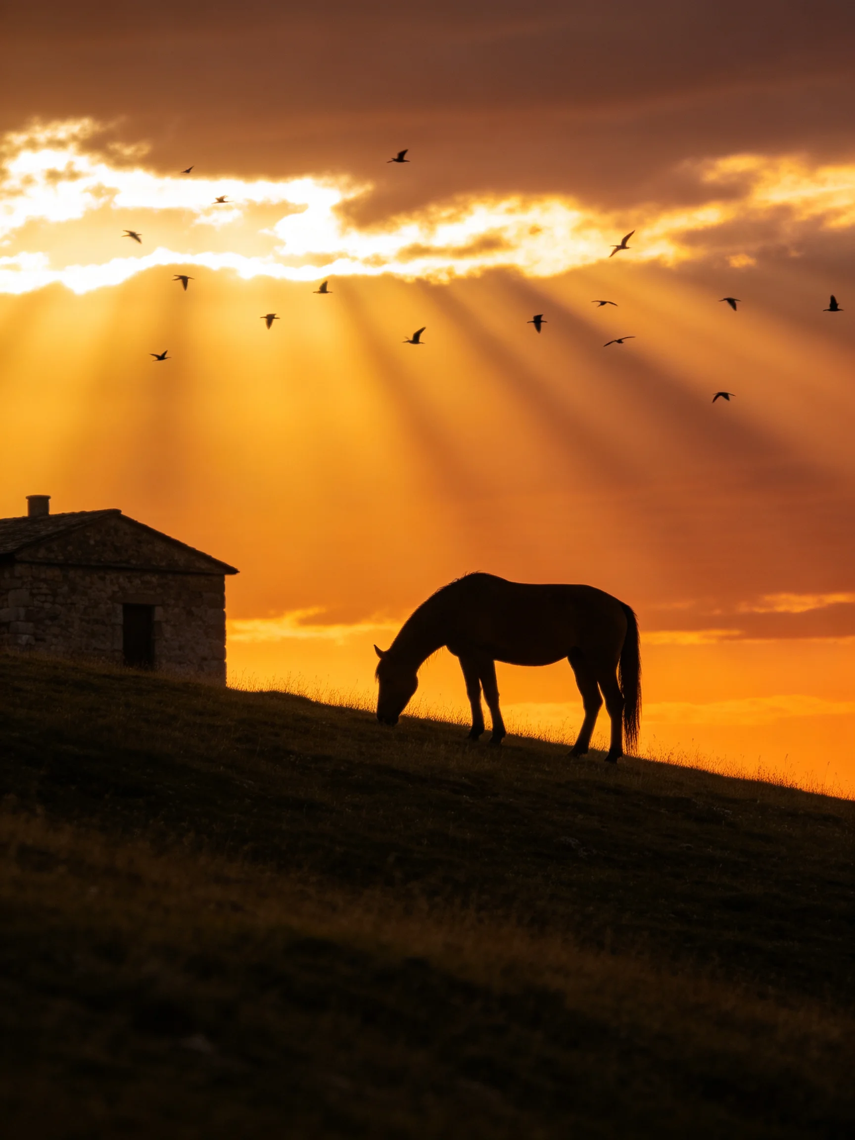 Silhouetted horse grazing beside stone house amid golden sunset with flying birds