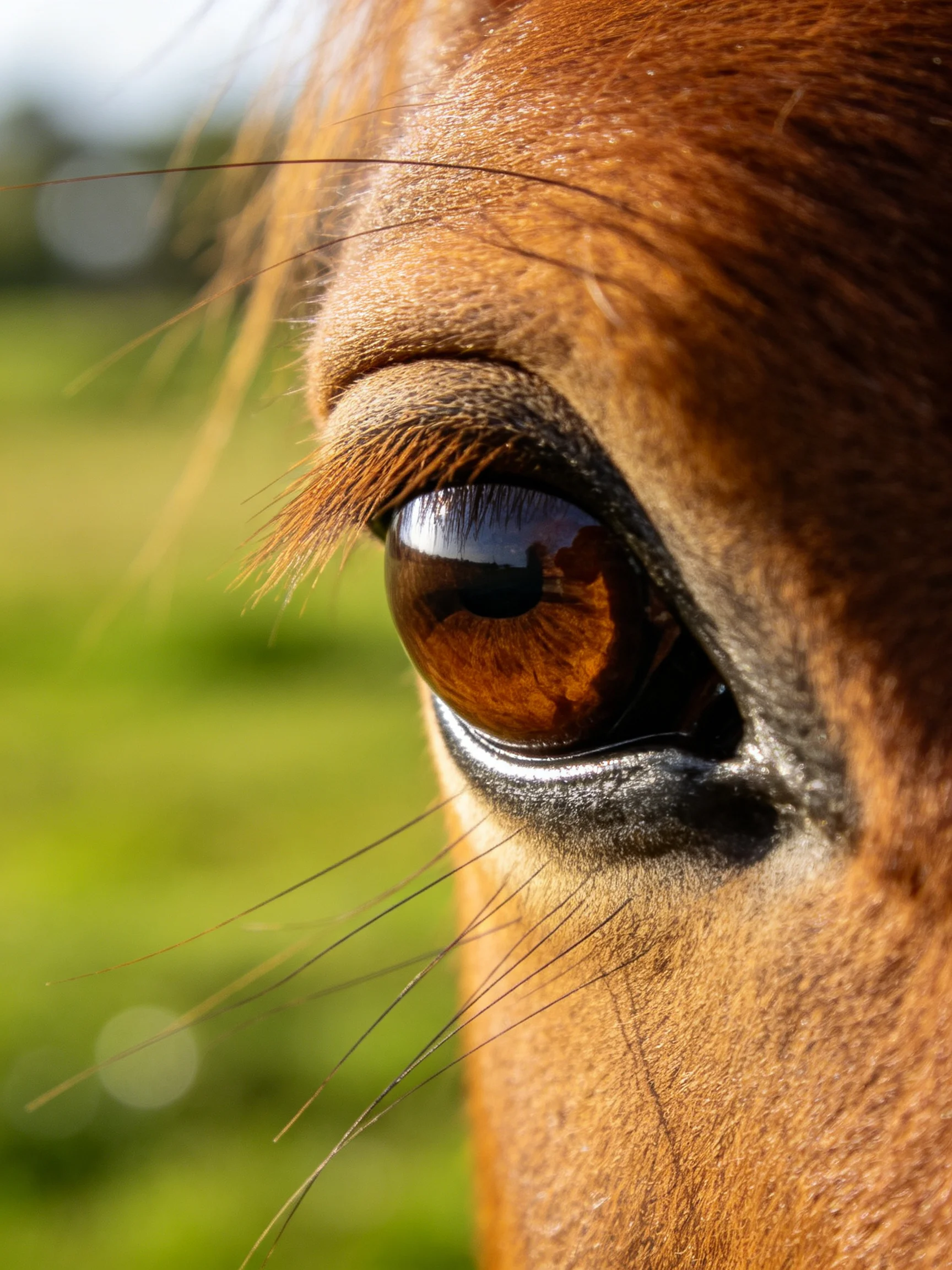 The image offers a detailed close - up of a horse’s eye, featuring its deep