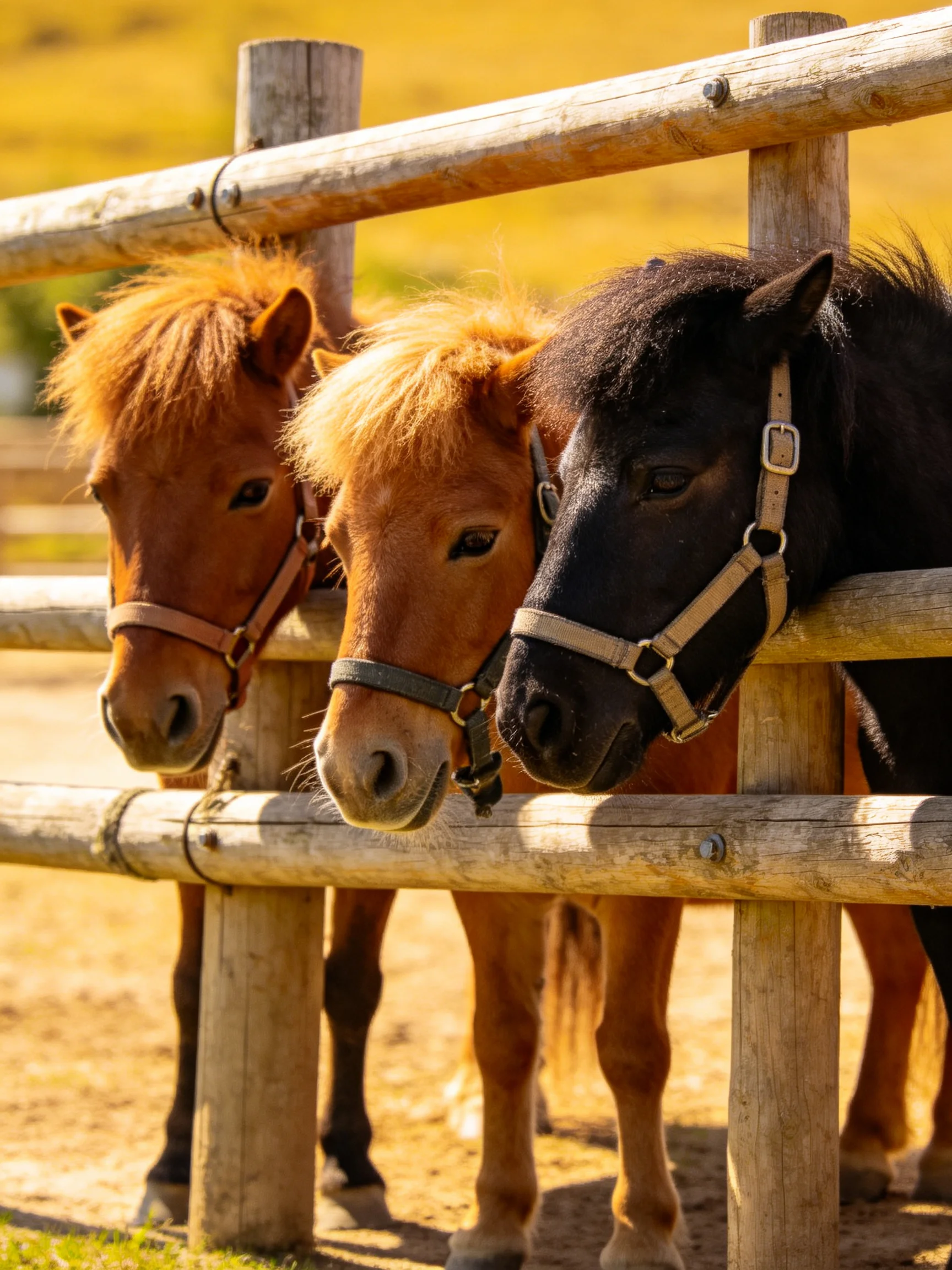 Three small horses of different colors gather near a wooden fence.