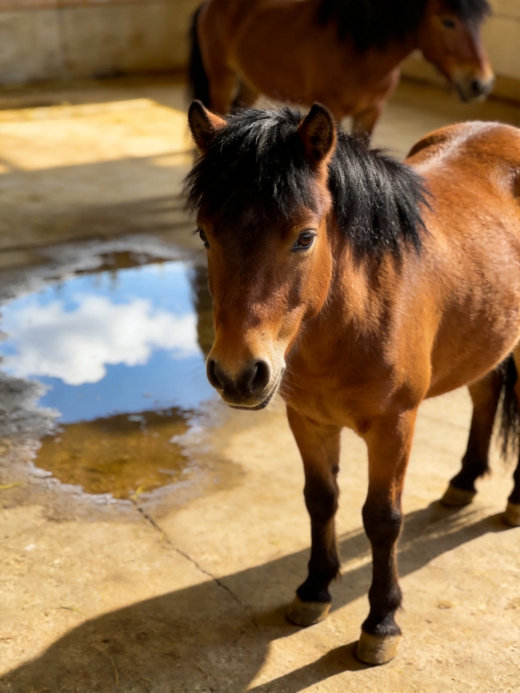 Two brown ponies in a sunlit stable with a reflective water puddle