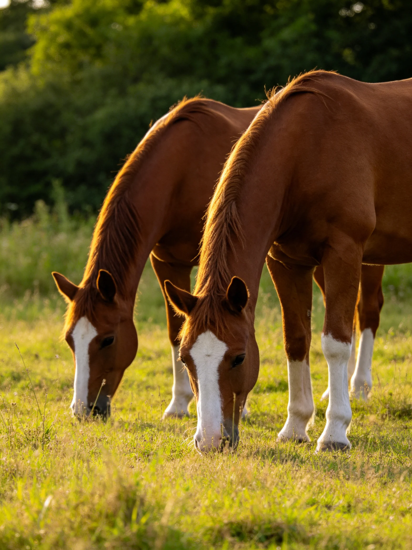 Two chestnut horses graze in a sunlit green meadow