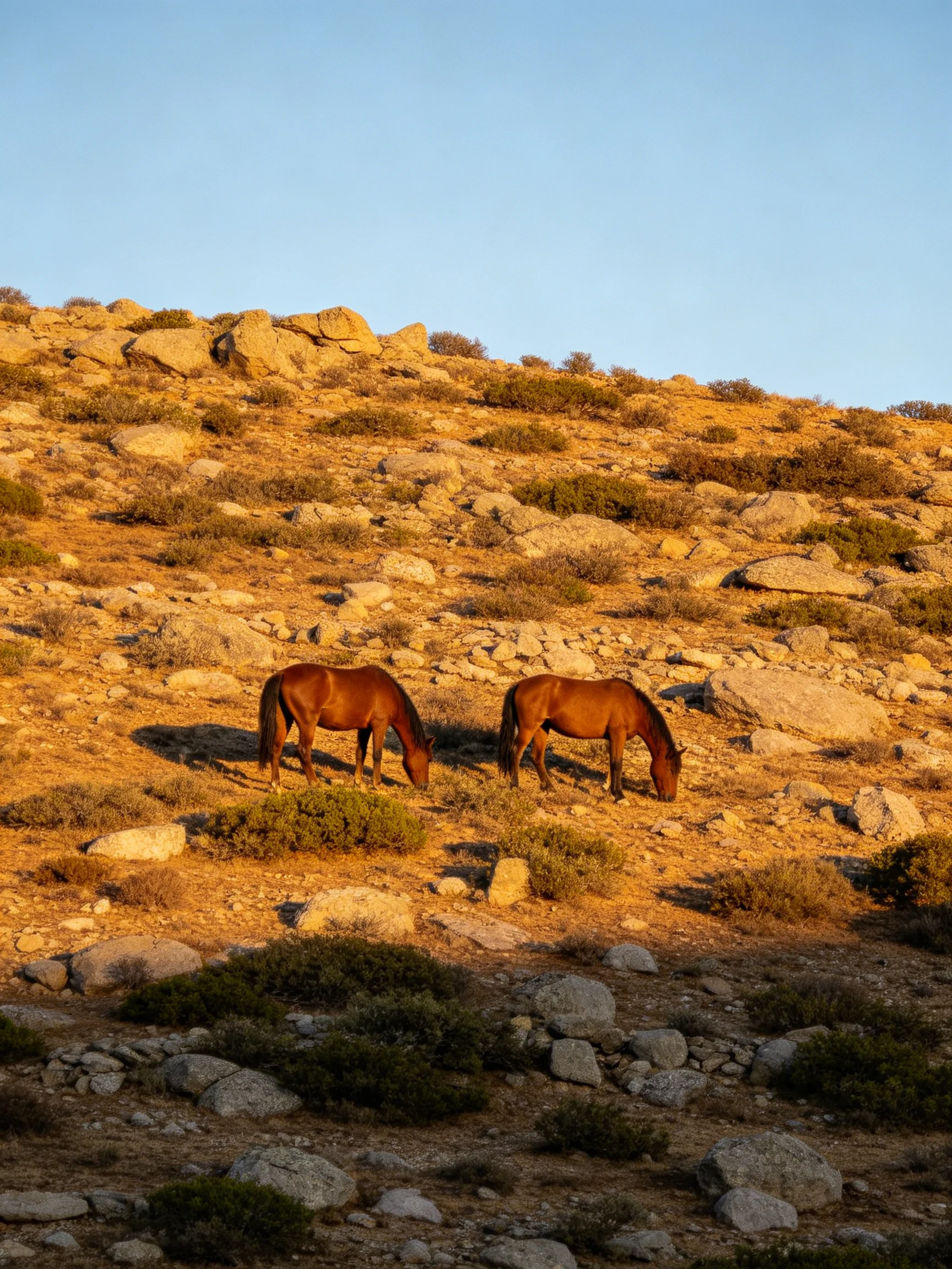 Two chestnut horses graze on a rocky, sunlit hillside