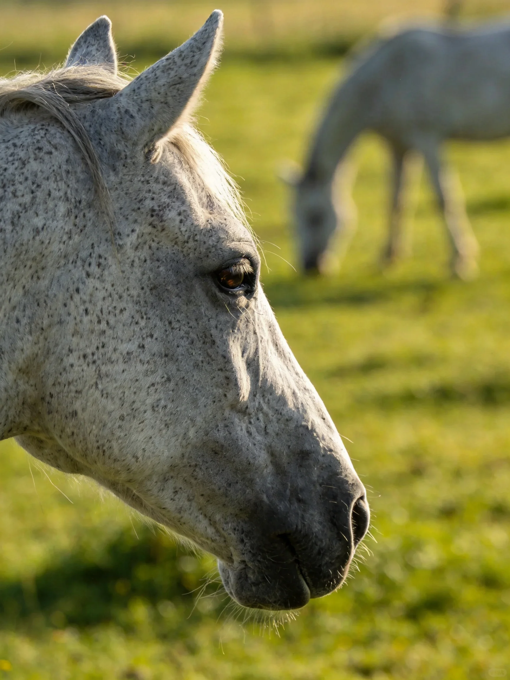Two gray horses graze in a sunlit green pasture