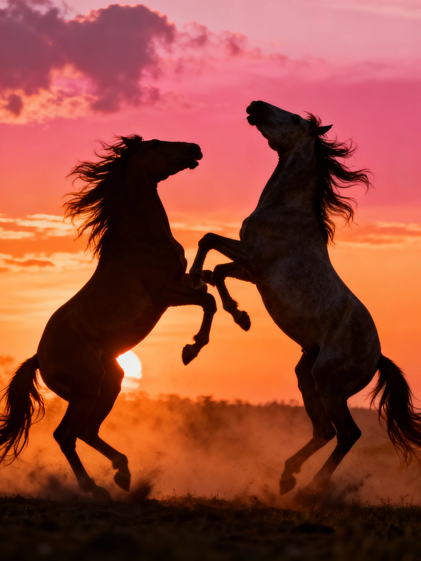 Two horses rearing in silhouette before a vivid pink-orange sunset sky