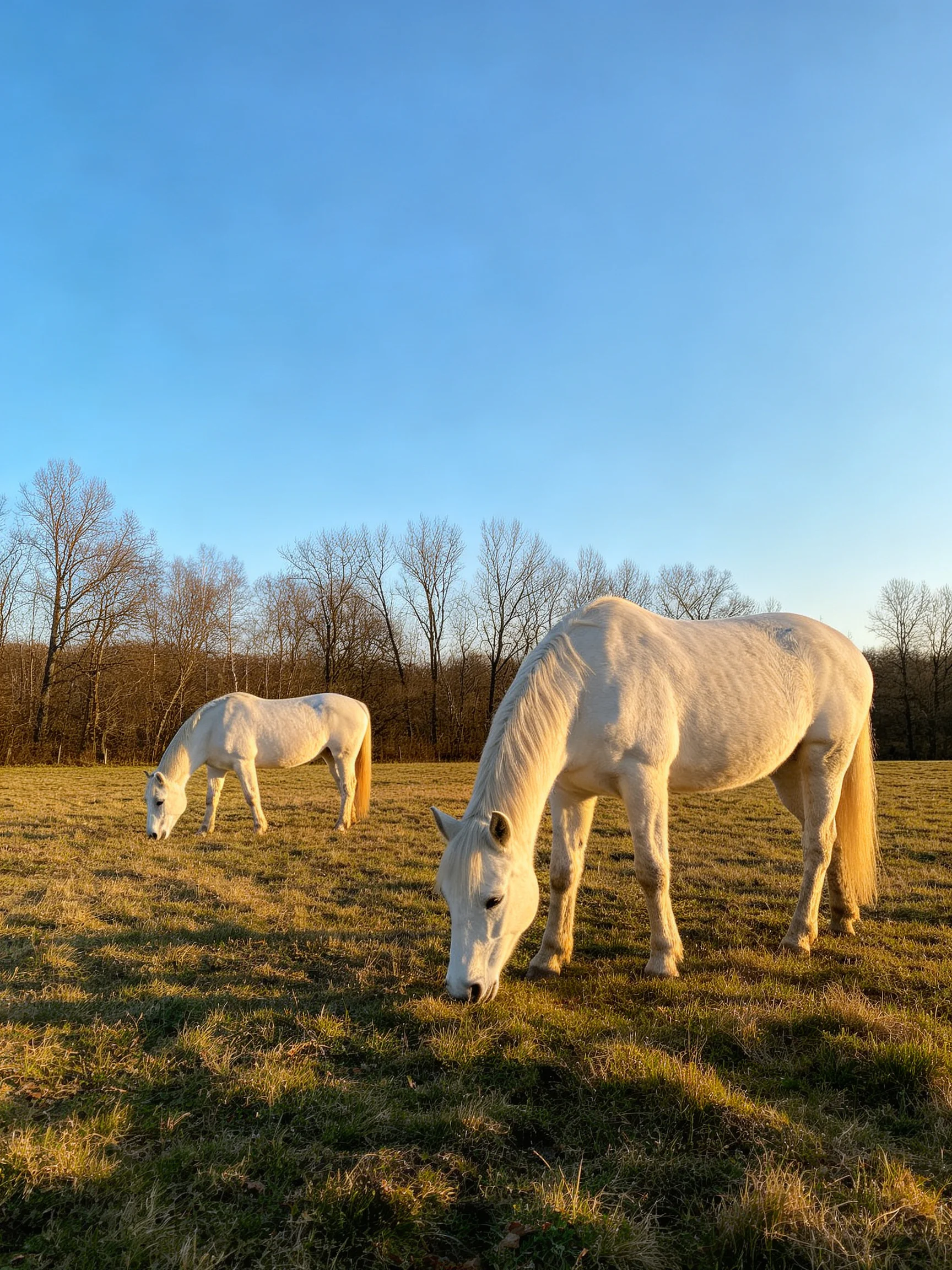 Two white horses graze in a sunlit field under a clear blue sky.