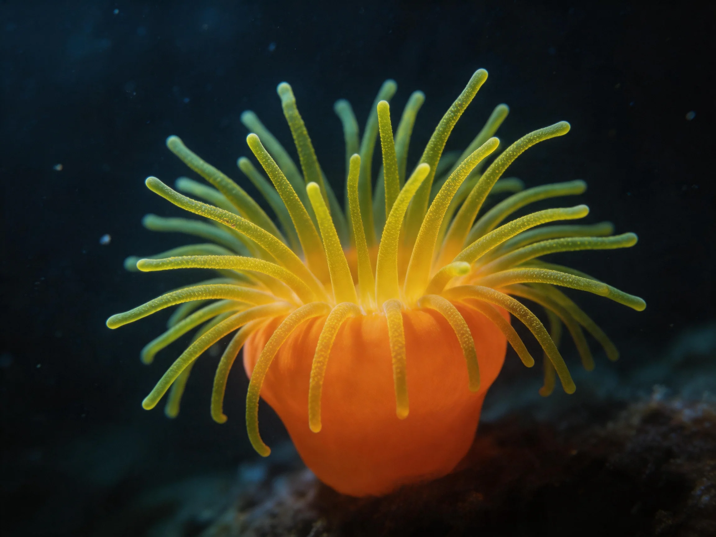 A bright orange sea anemone with yellow-green tentacles