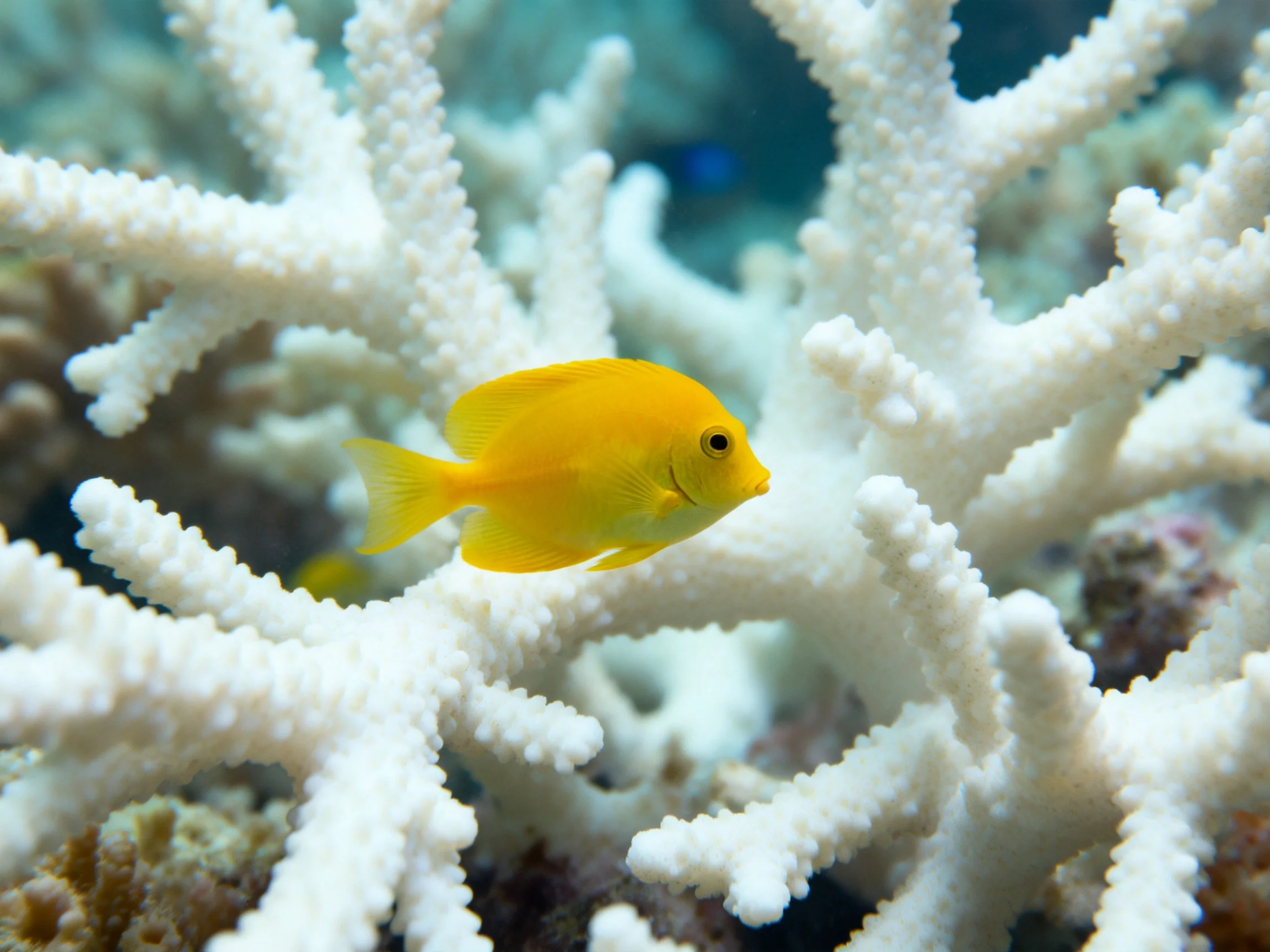 A bright yellow fish swims among bleached white coral formations