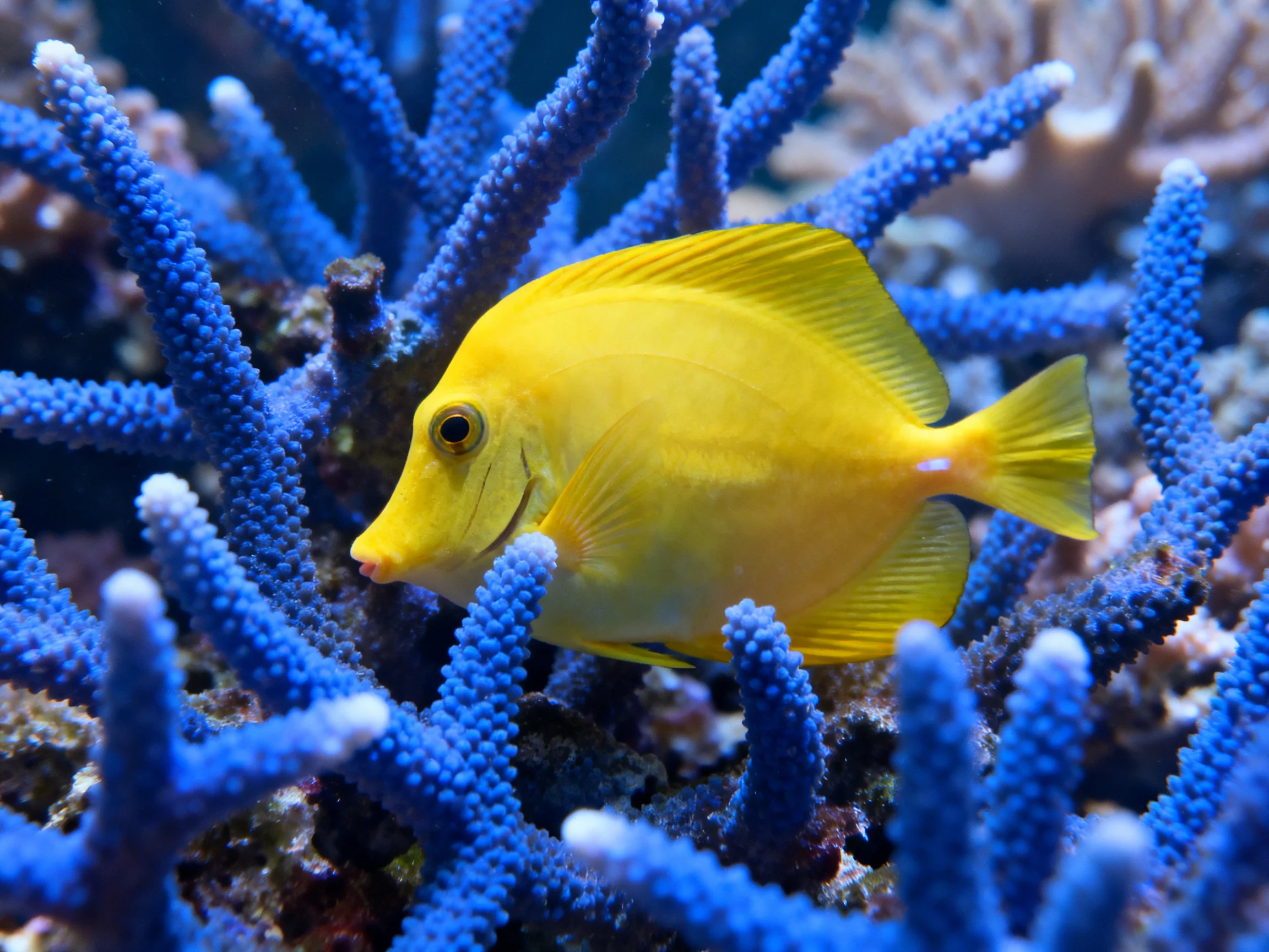 A bright yellow fish swims among vibrant blue corals