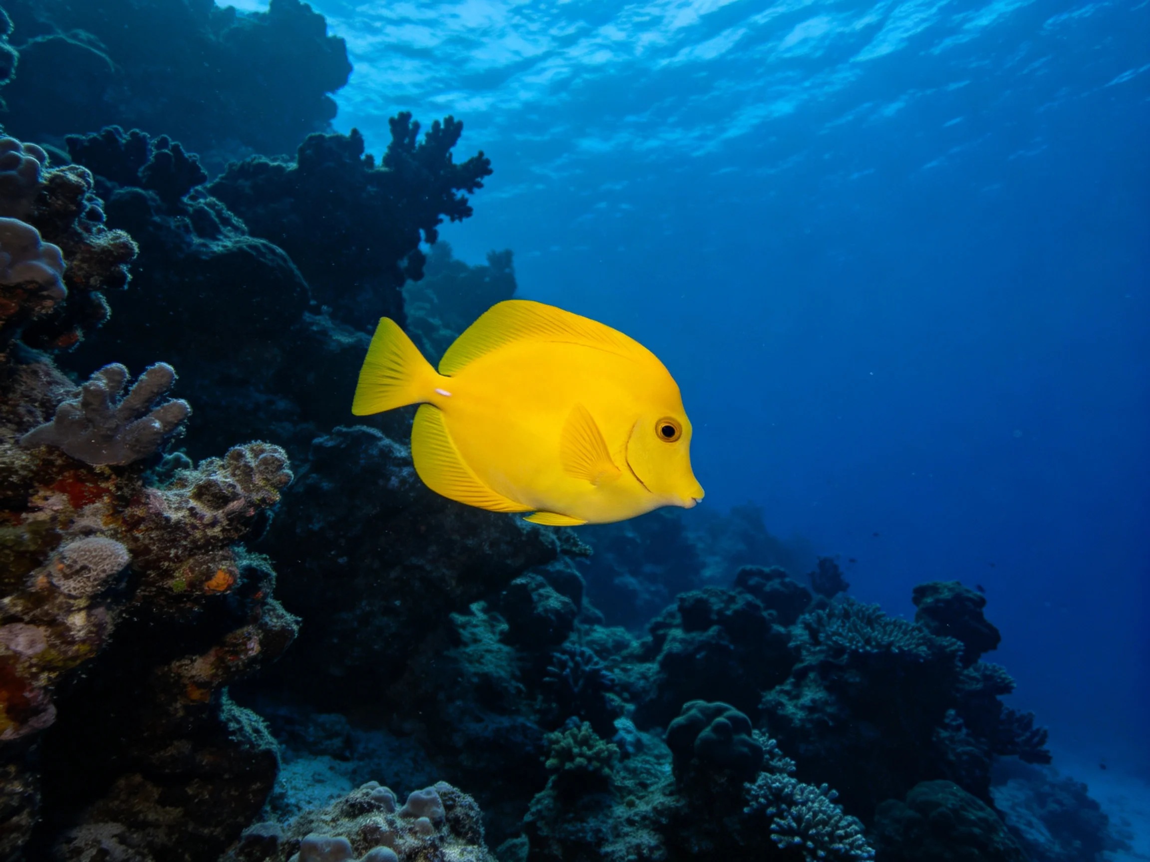 A bright yellow fish swims near dark coral formations in clear blue water