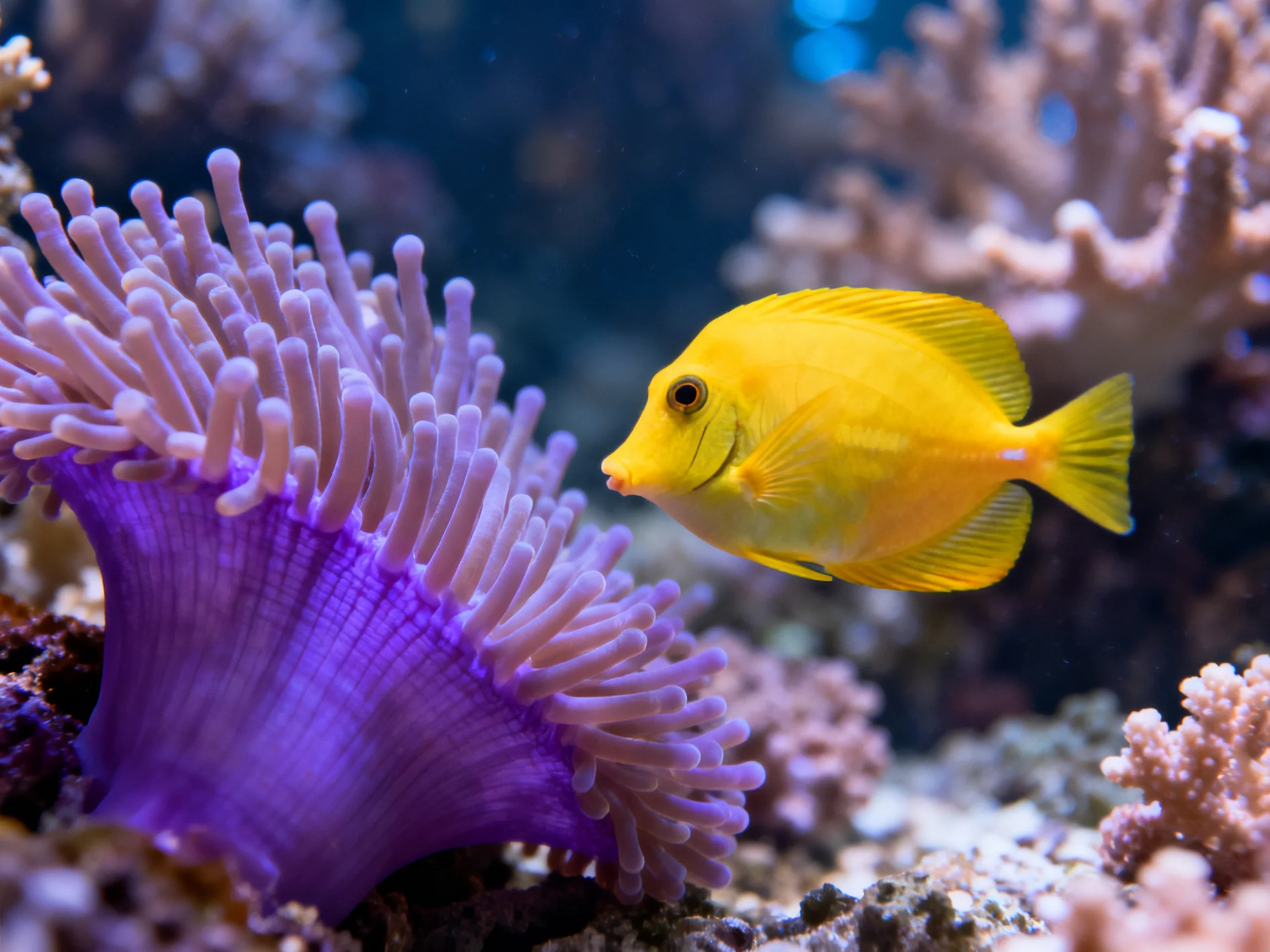 A bright yellow fish swims near vibrant purple coral in an underwater scene