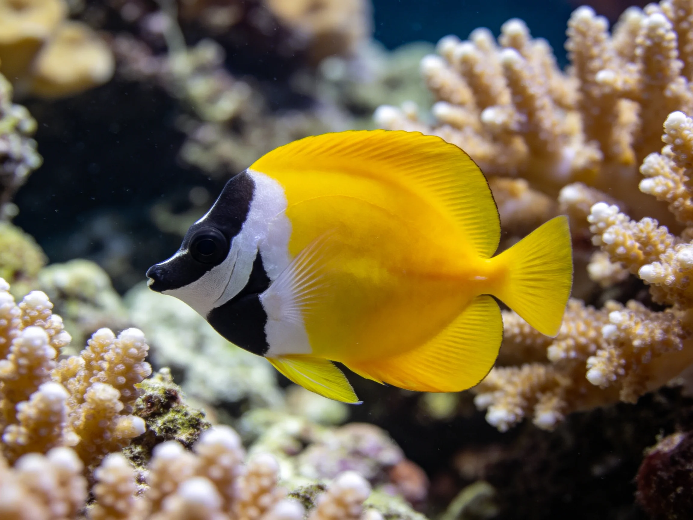A brightly colored tropical fish swims among coral formations near a reef
