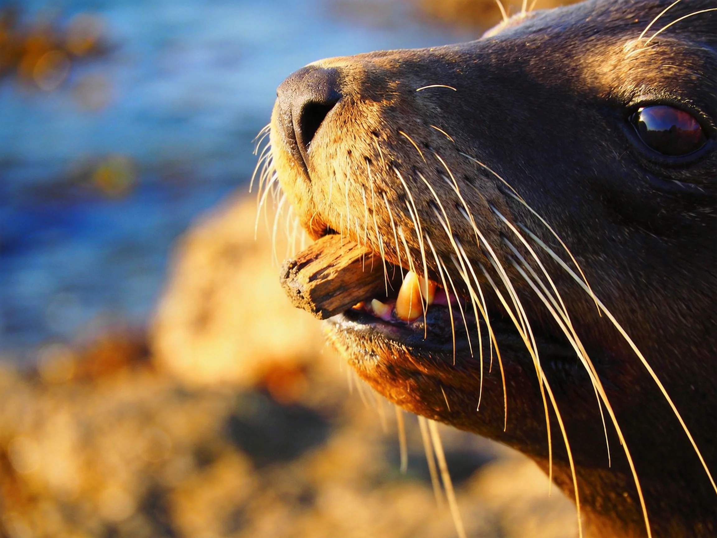 A close - up of a brown sea lion gripping a small wooden piece by the water