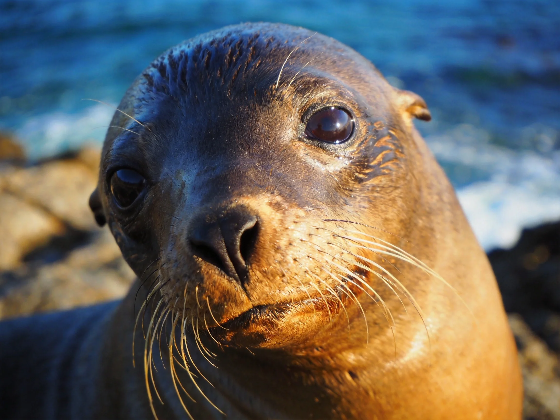 A close - up of a brown sea lion with glistening fur near the shoreline