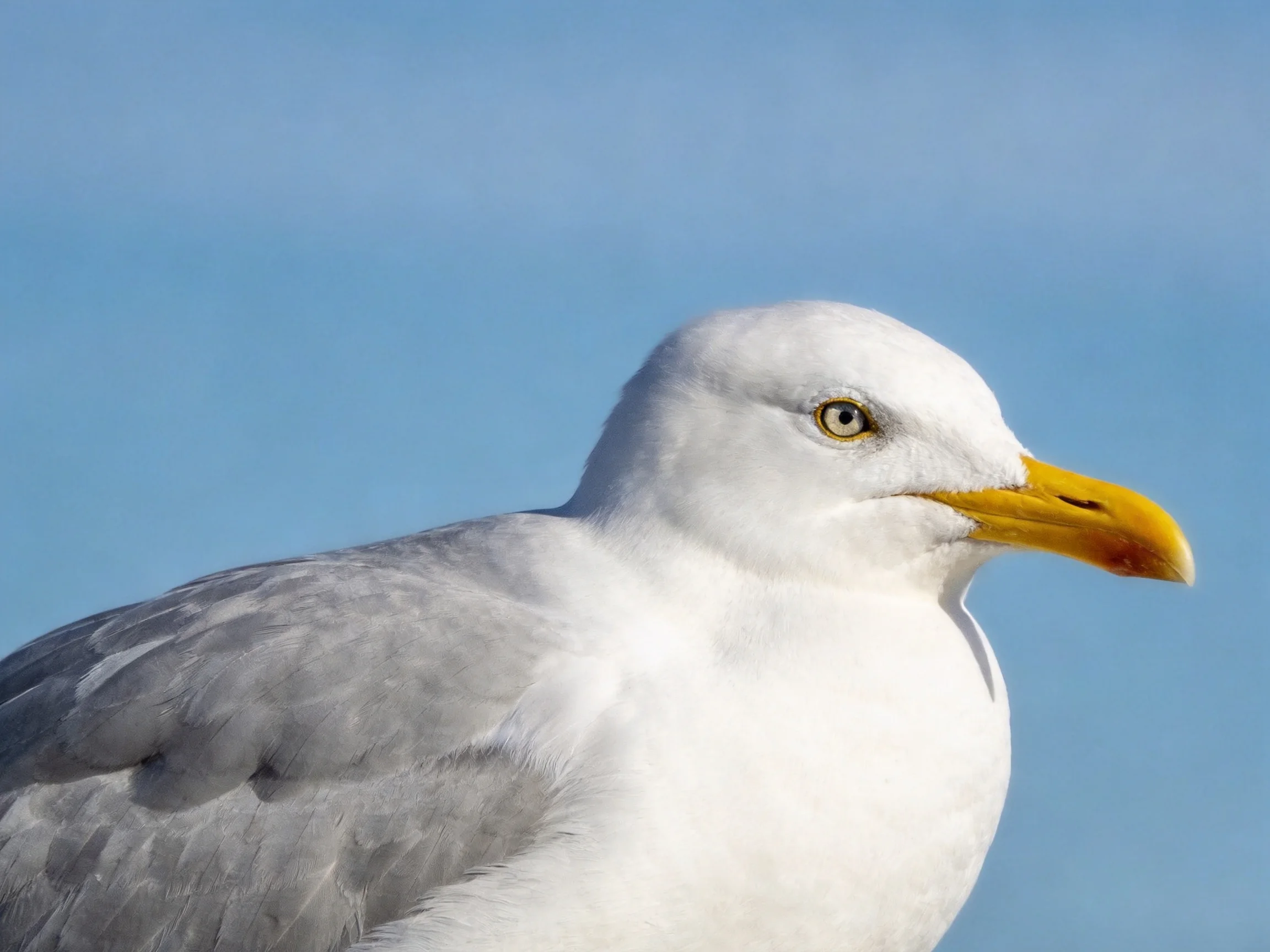 A close-up of a seagull with white head, gray wings, and yellow beak