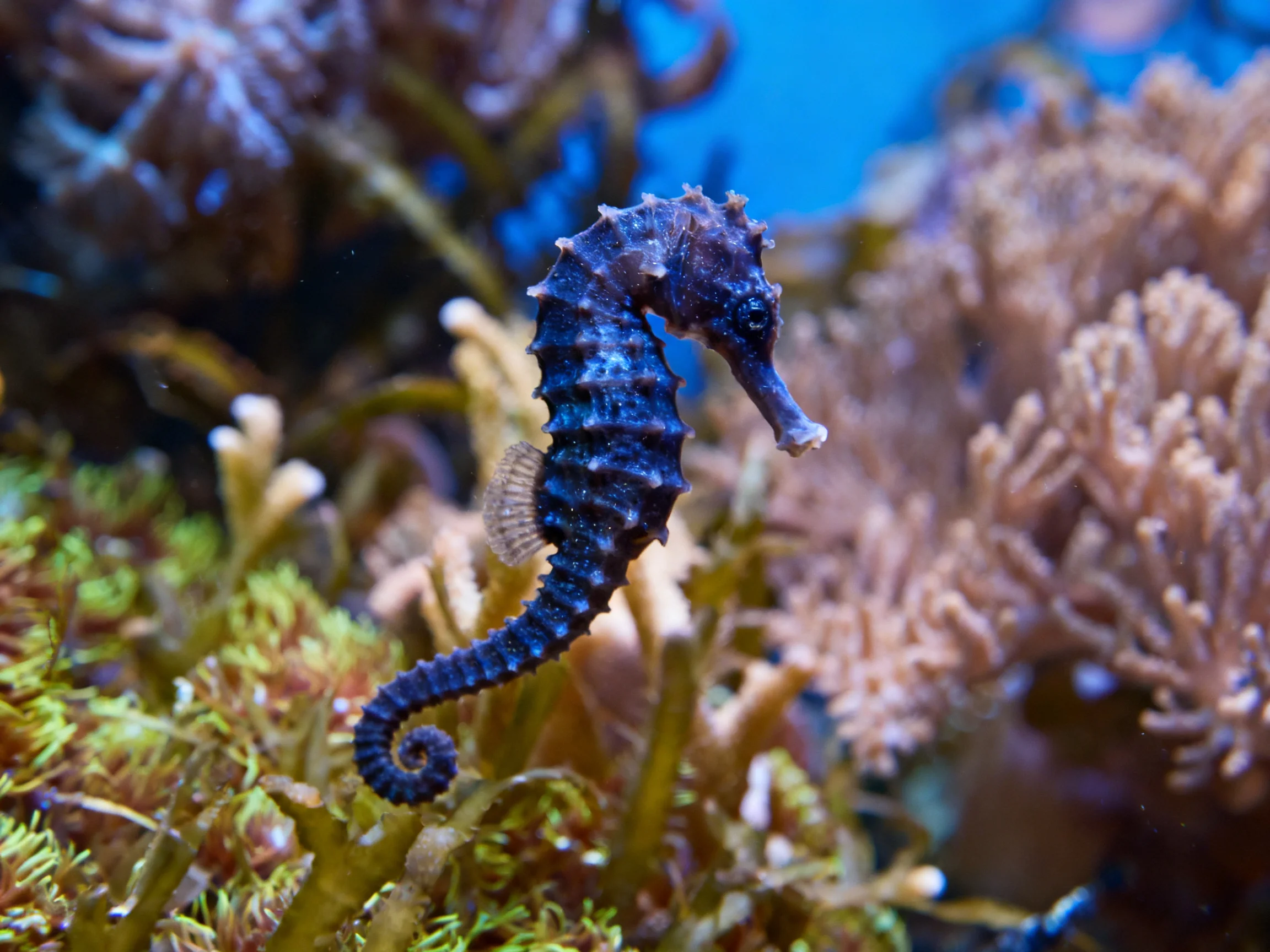 A dark blue seahorse amid colorful coral and seaweed formations