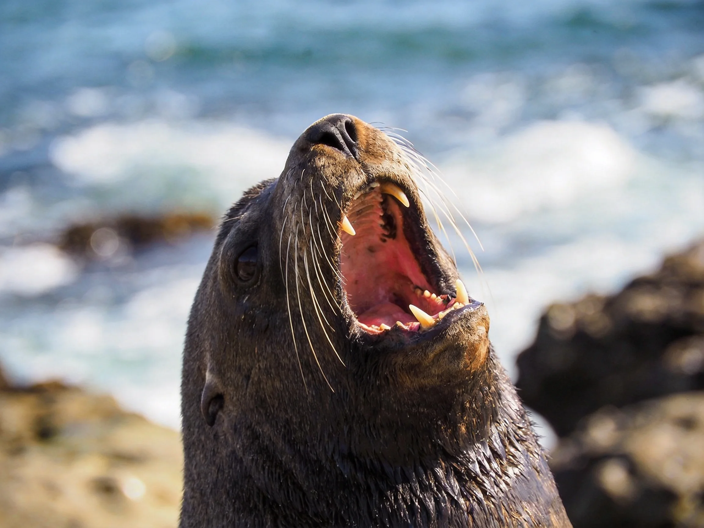 A dark brown sea lion yawning by rocky shoreline with blue ocean waves