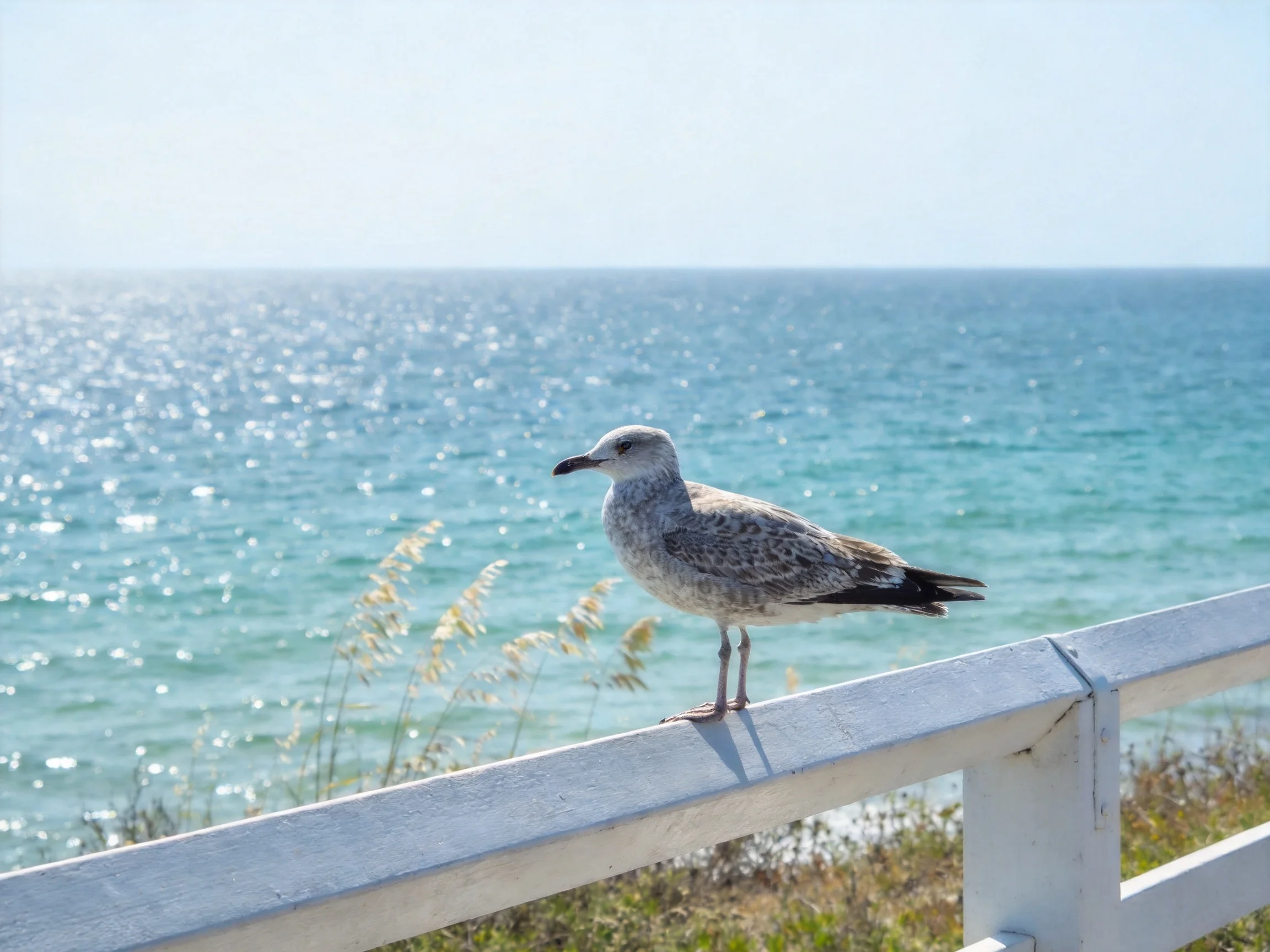 A gray seagull perched on a white railing by turquoise coastal waters