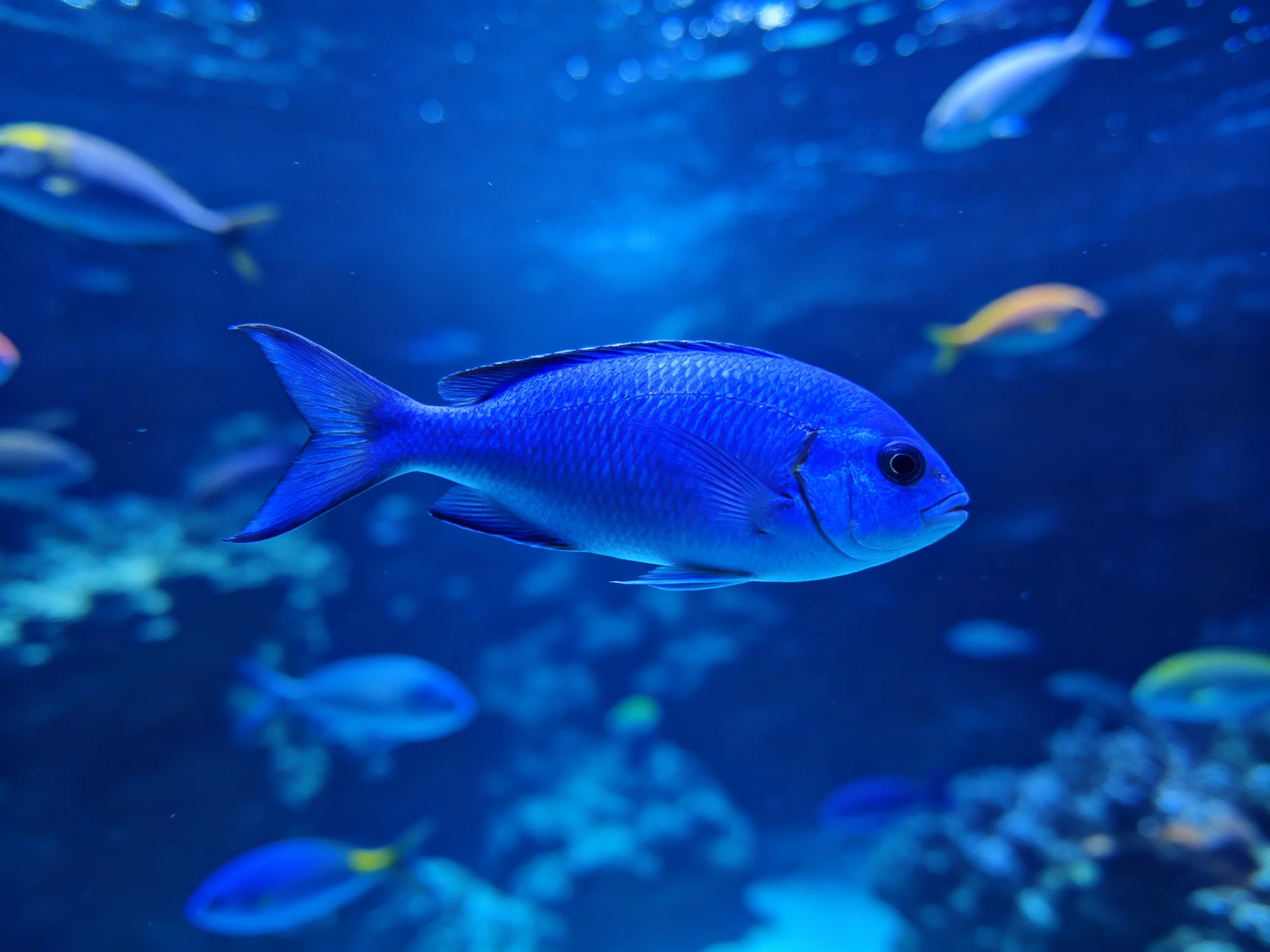 A large blue fish swims with colorful companions in an underwater world