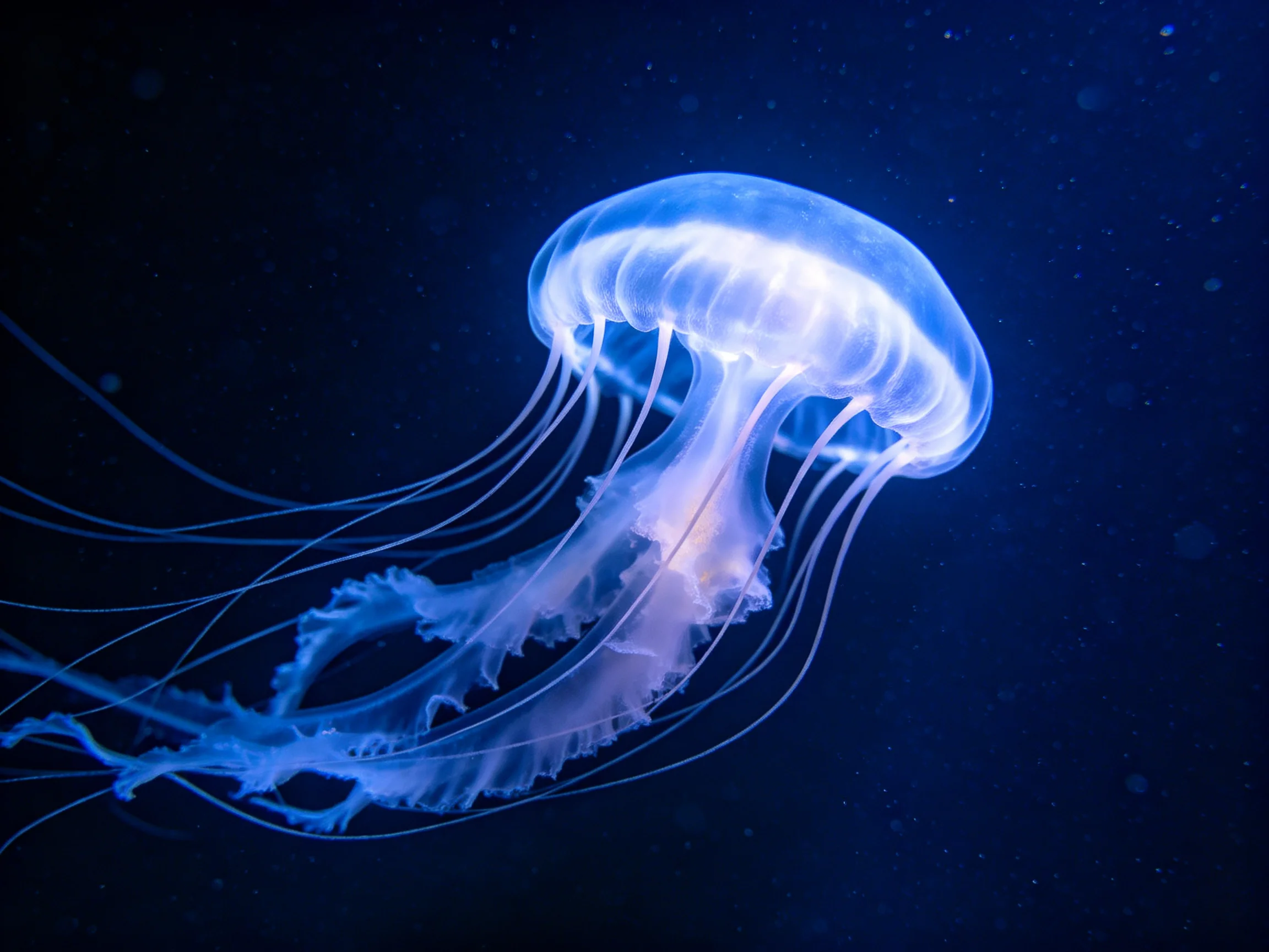 A luminous blue jellyfish with long, translucent tentacles floating in dark water.