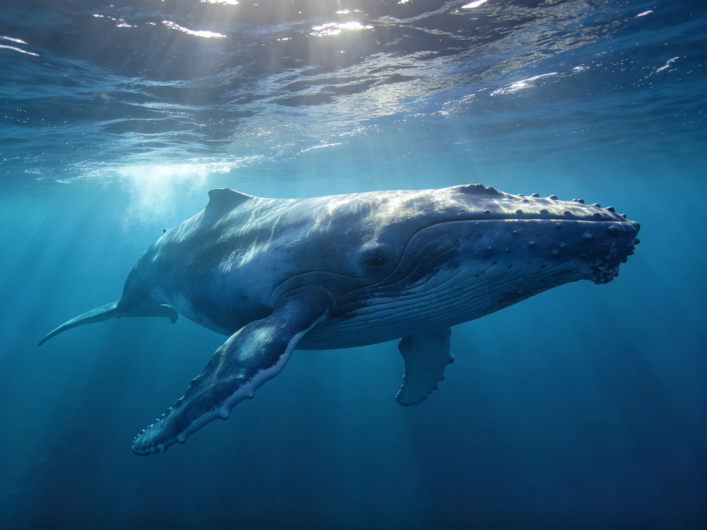 A massive humpback whale glides through deep blue ocean waters