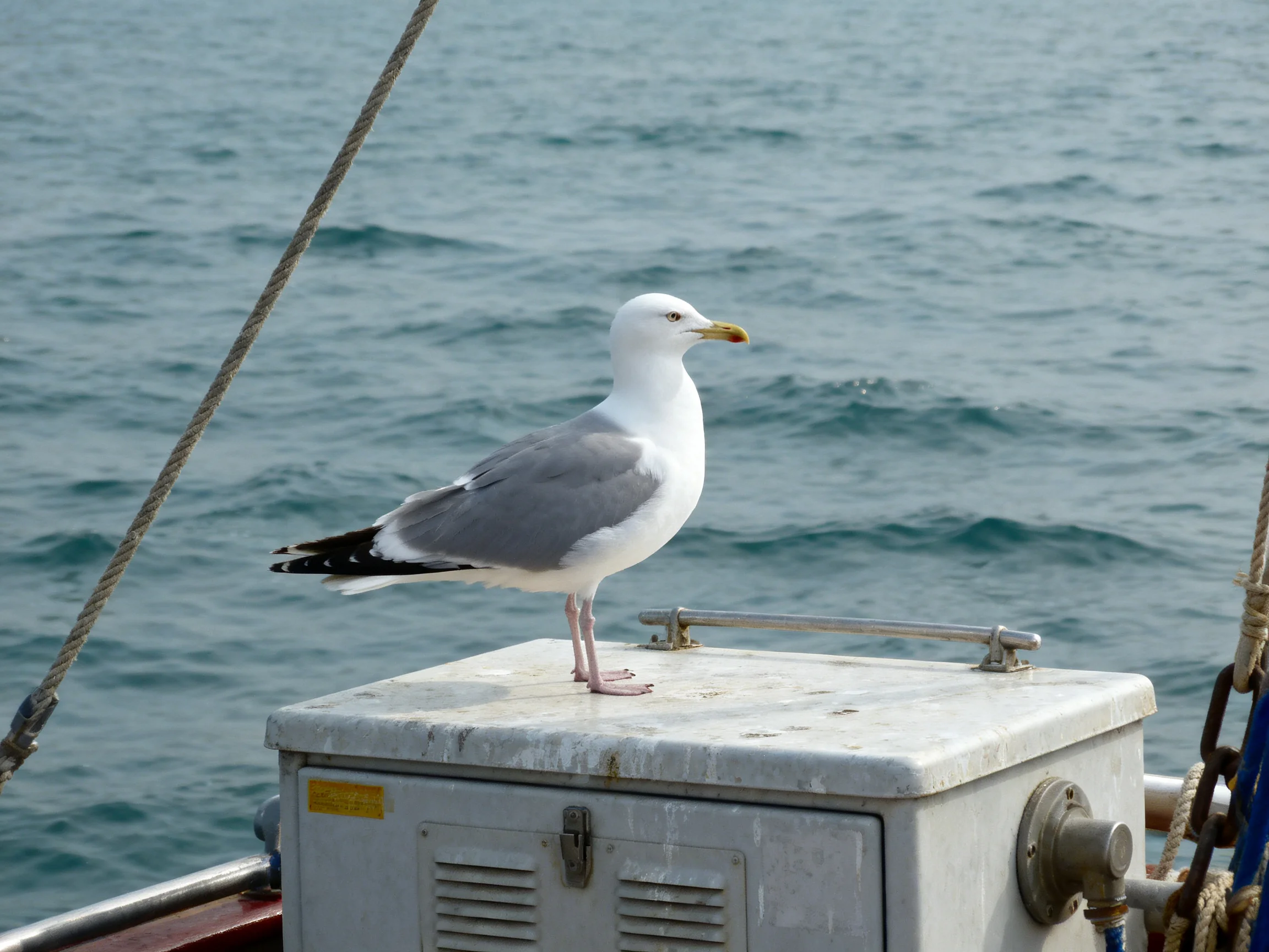 A seagull perches on a weathered metal box near the ocean