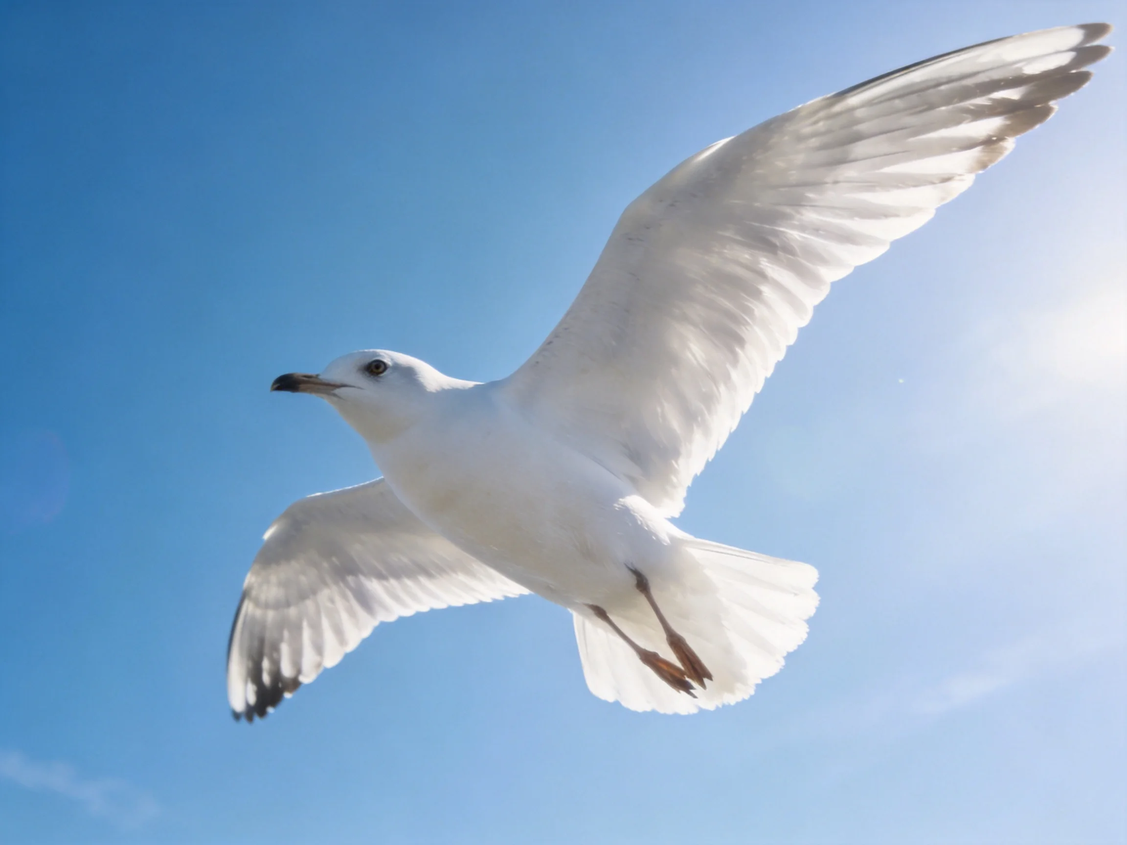 A seagull soars with outstretched wings against a clear blue sky