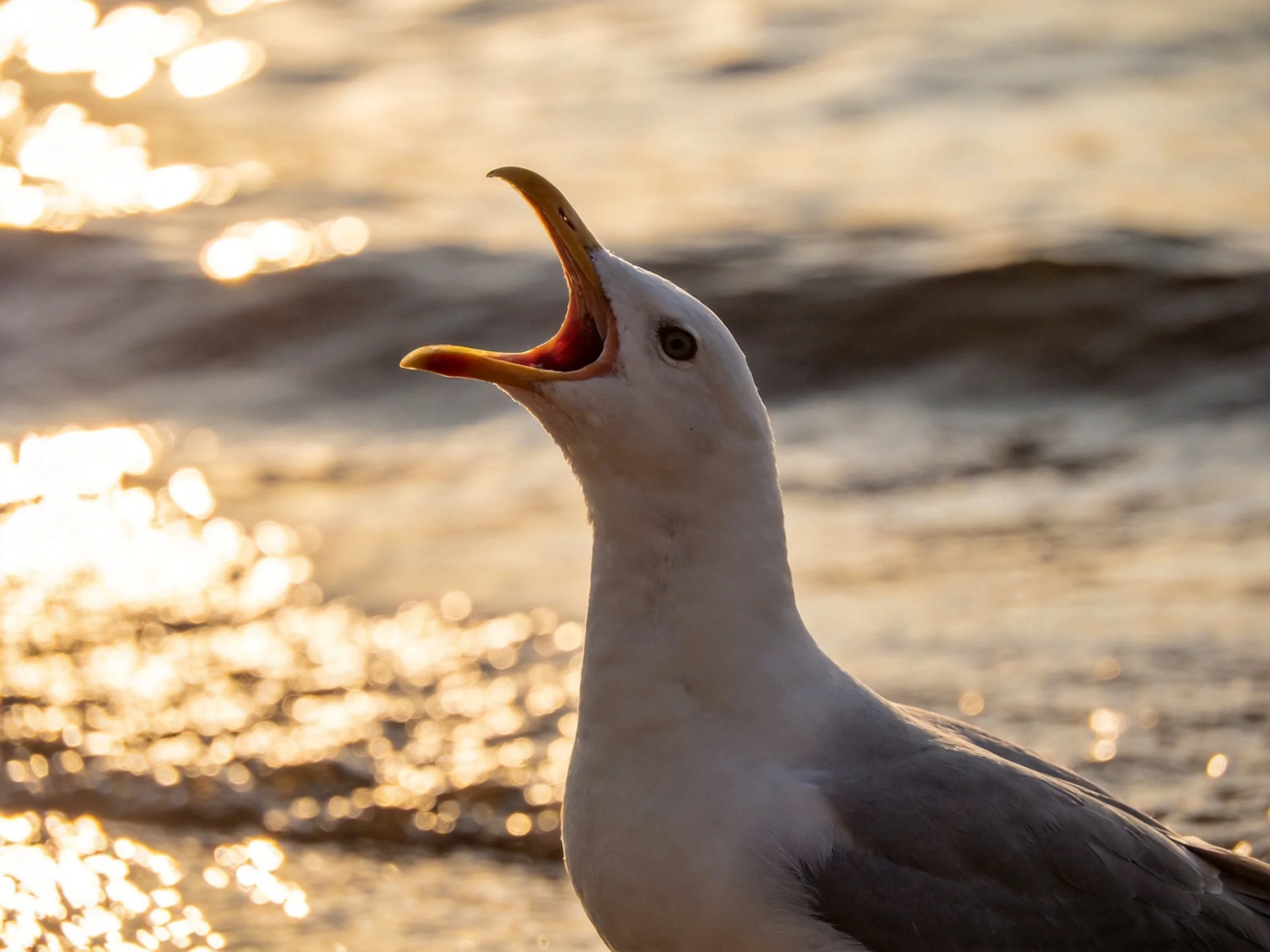 A seagull with open beak near shimmering ocean waves at sunset