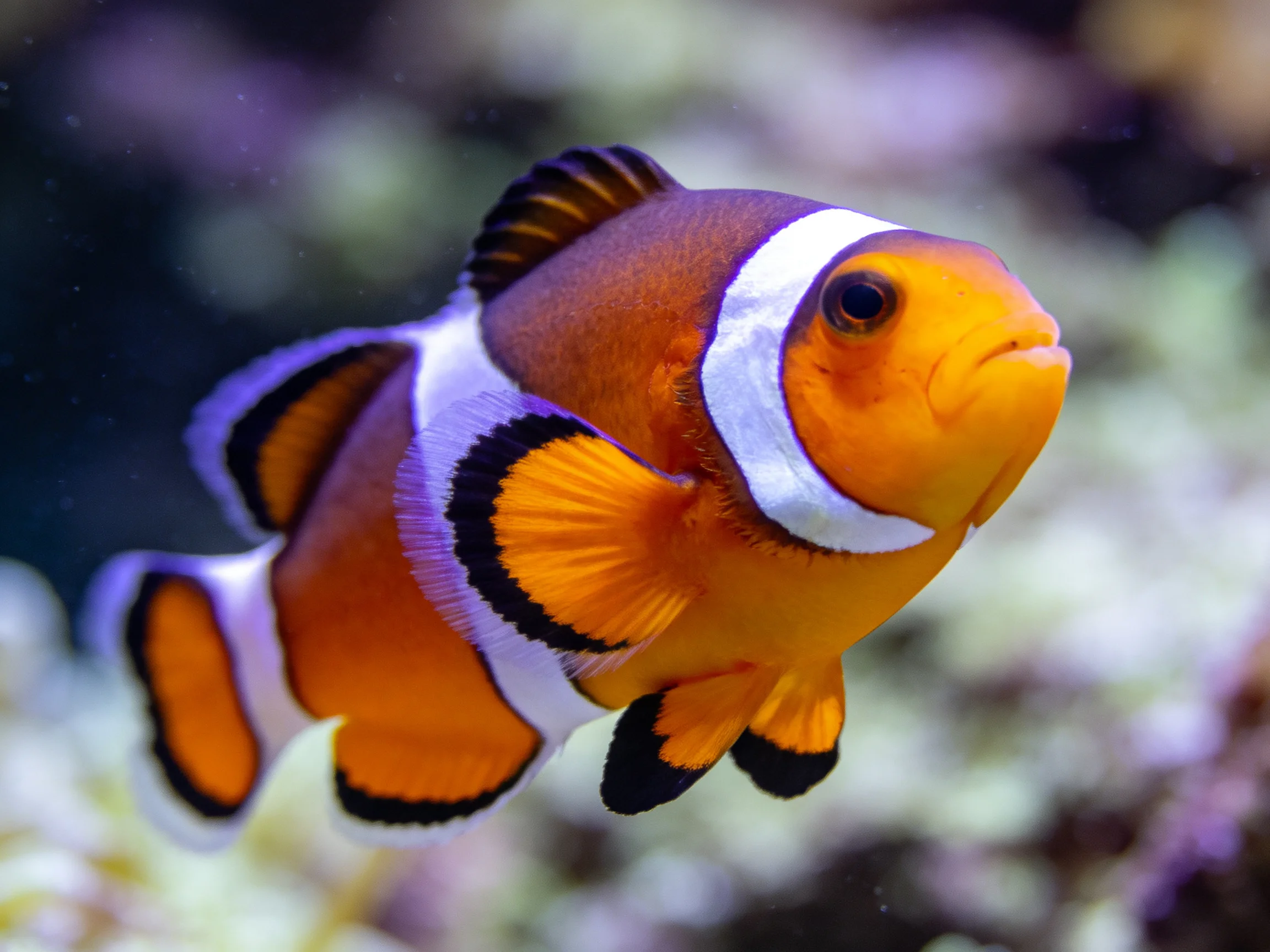 A single orange clownfish with white and black stripes swims near aquatic plants