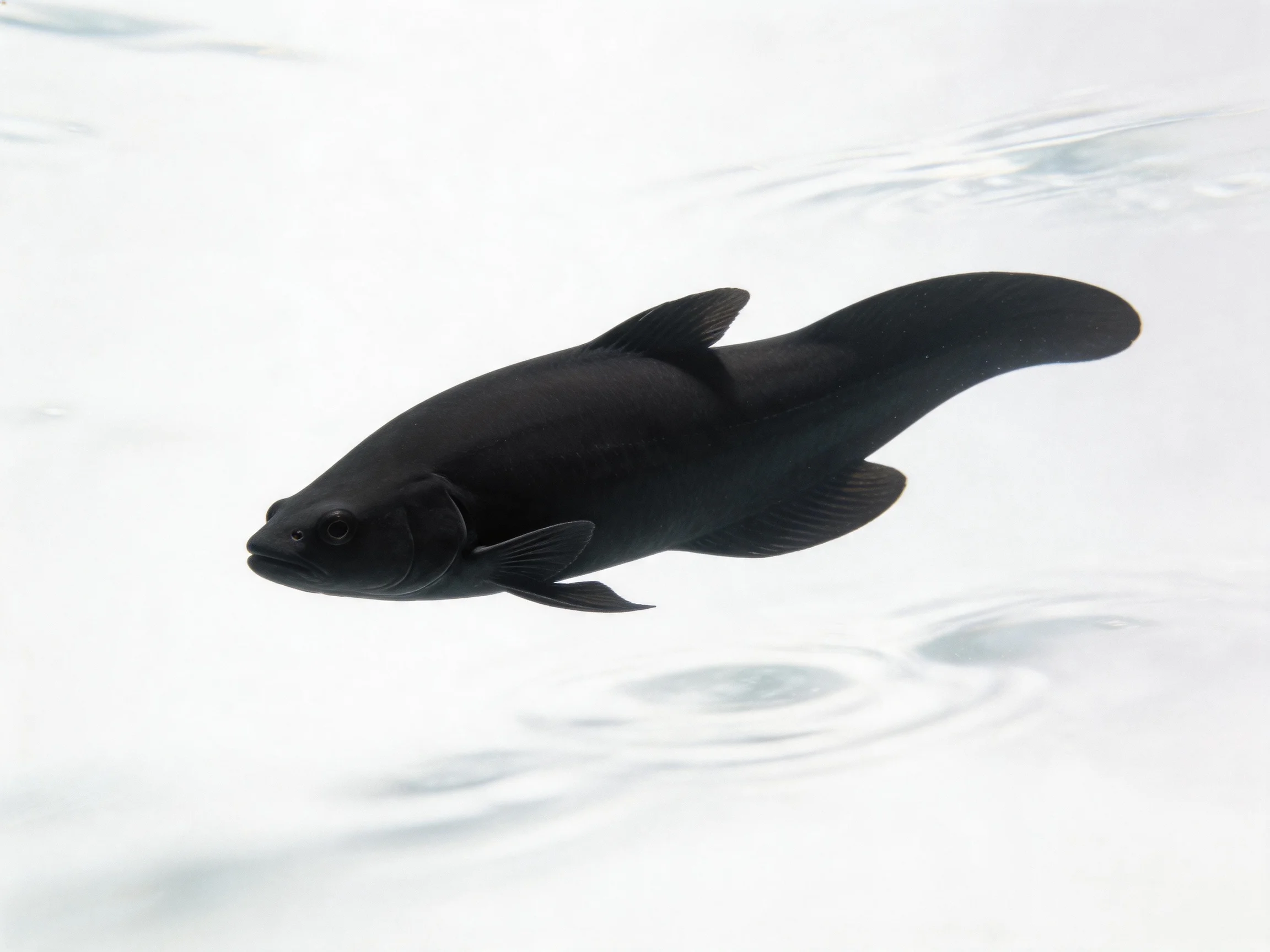 A sleek black fish gliding through clear aquatic surroundings