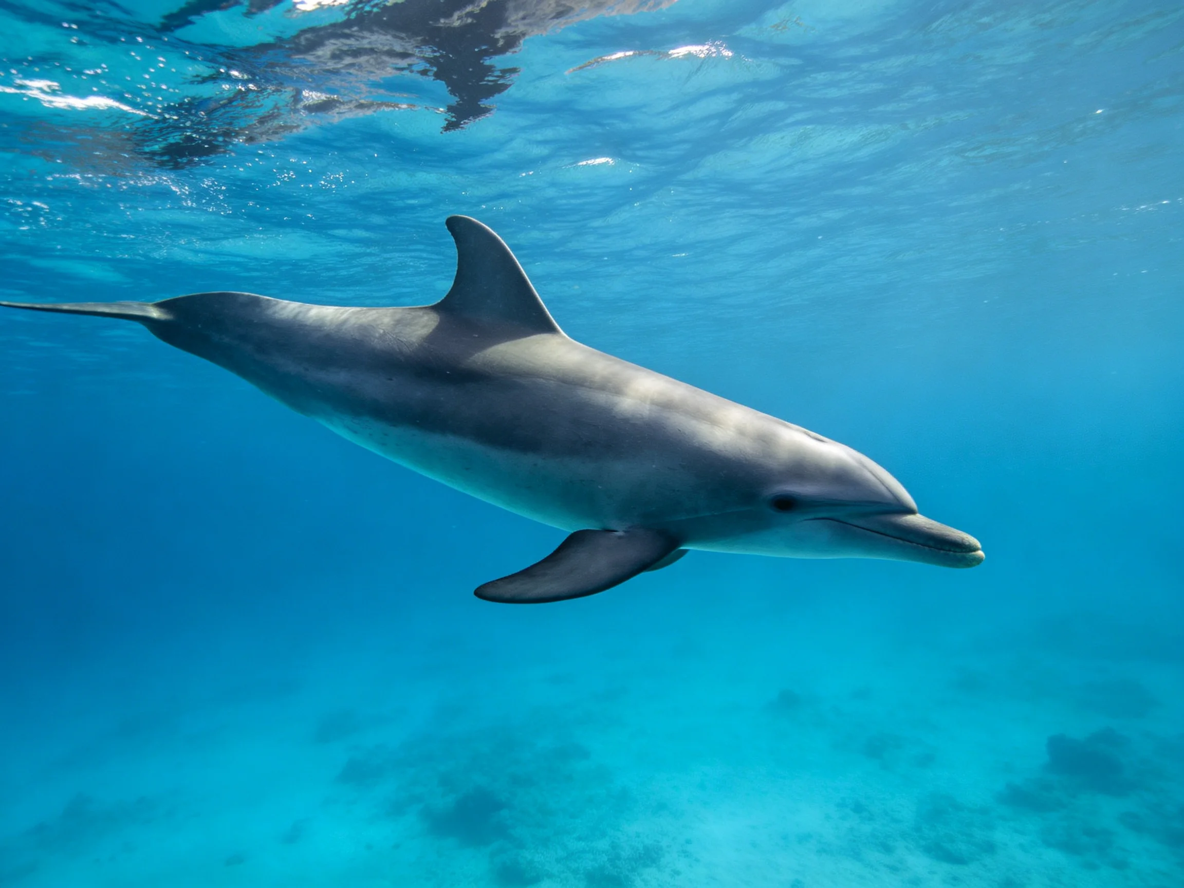 A sleek gray dolphin swims in clear turquoise ocean waters
