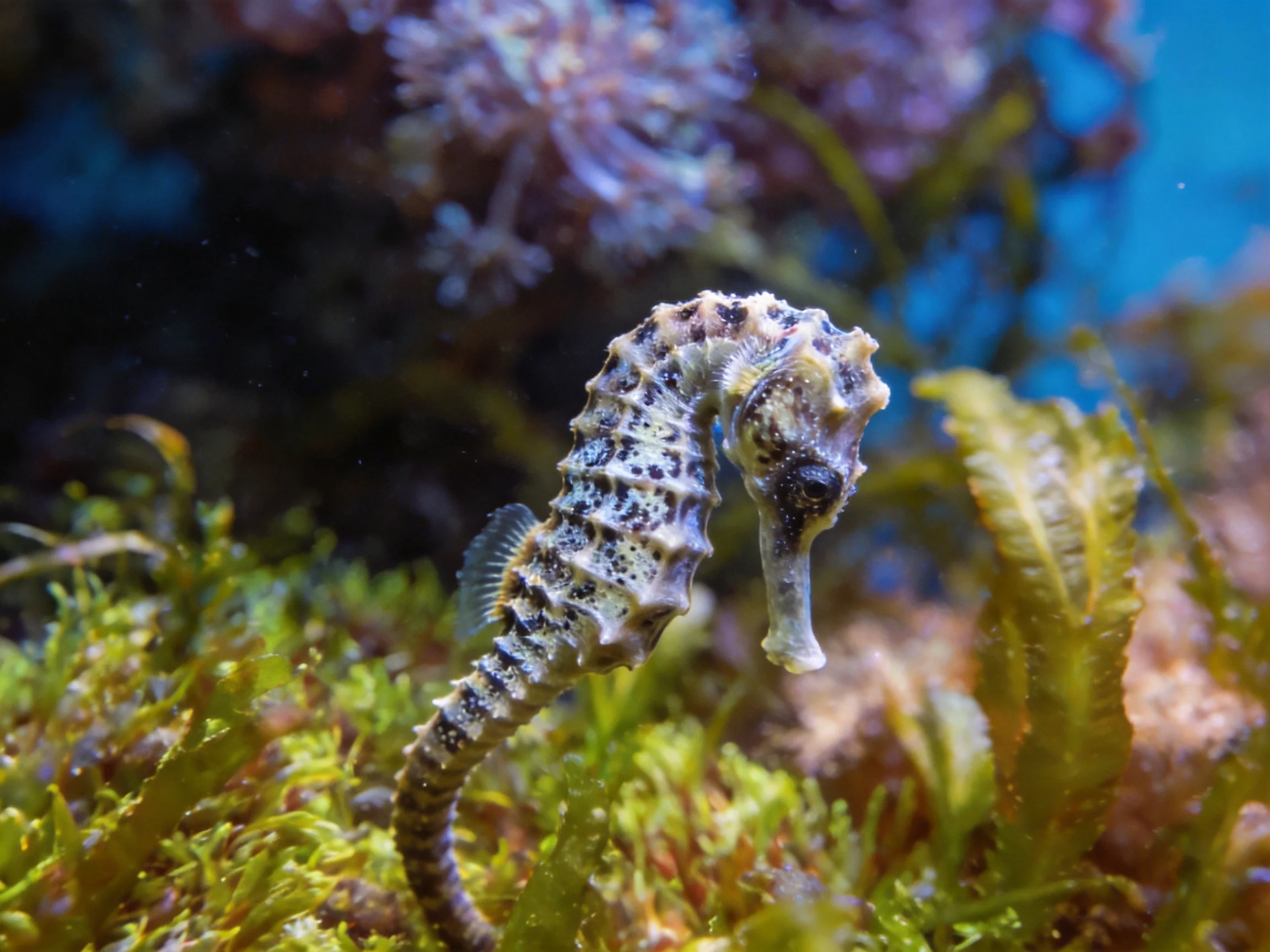 A small spotted seahorse near green seaweed and purple corals