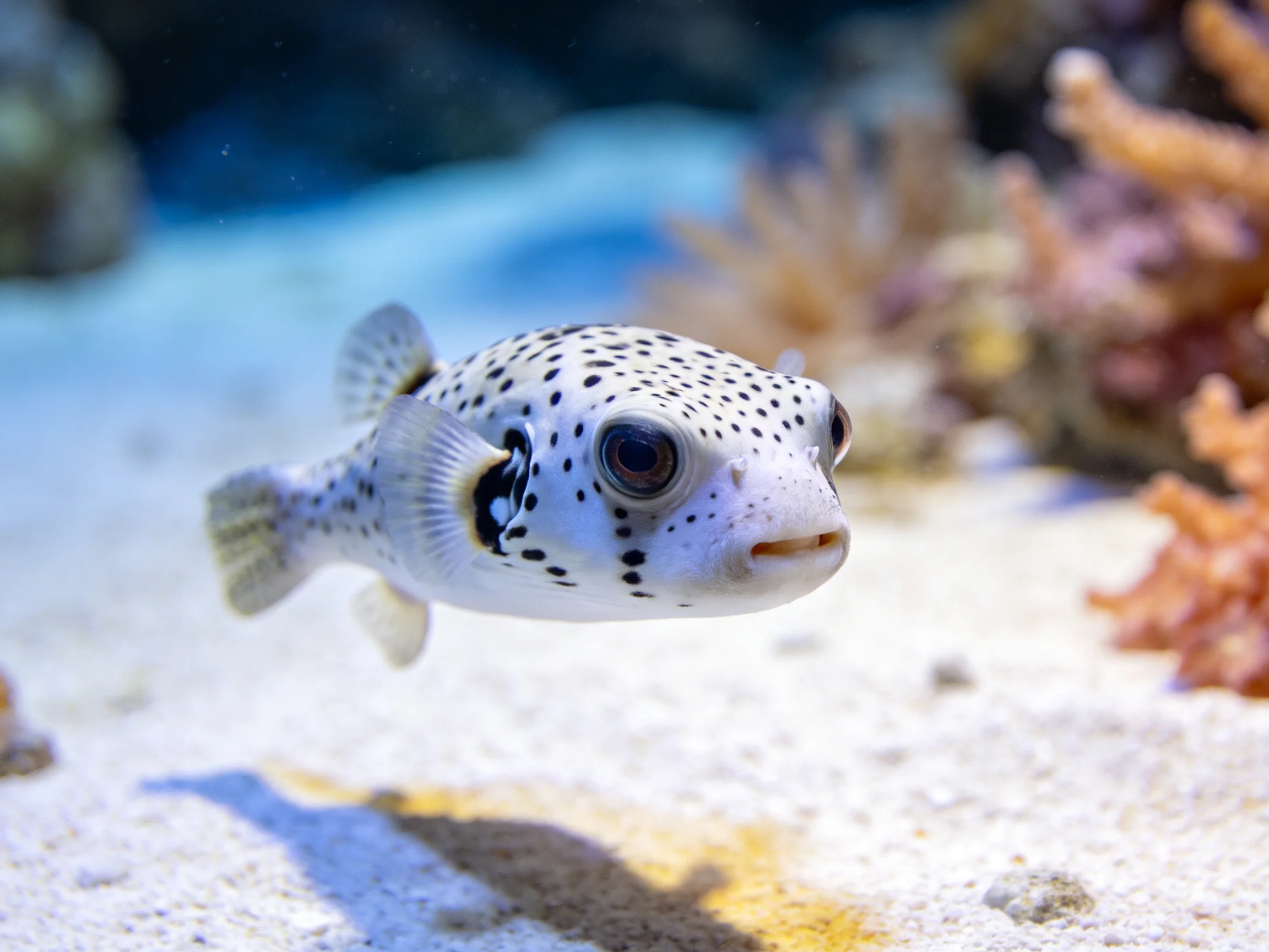A spotted pufferfish swims near coral reefs in an aquarium