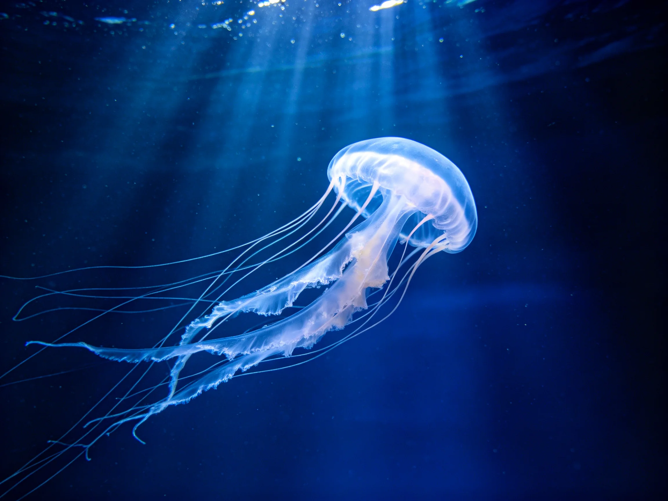 A translucent jellyfish glides in deep blue ocean waters
