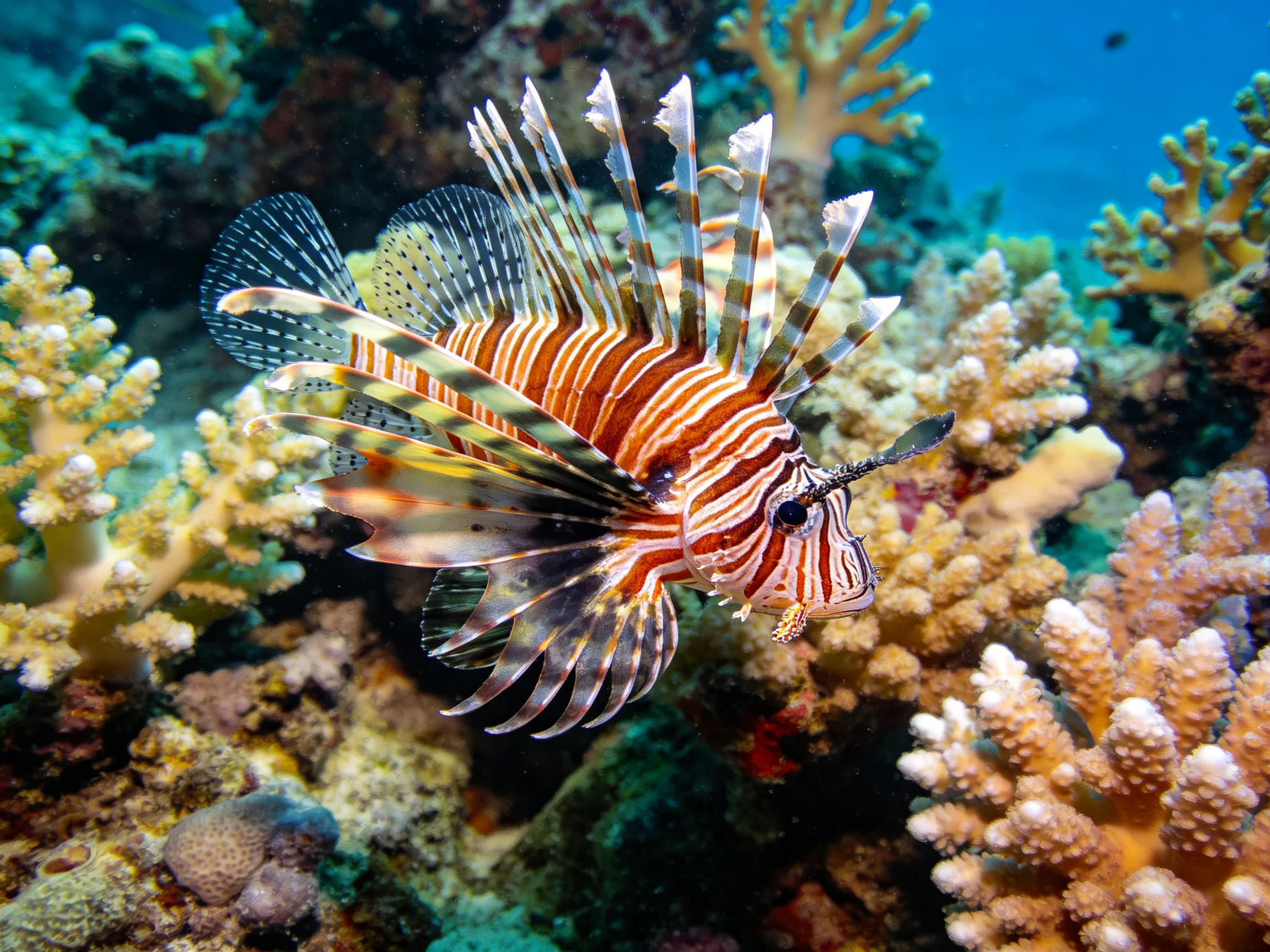 A vibrant lionfish swims amid colorful coral formations