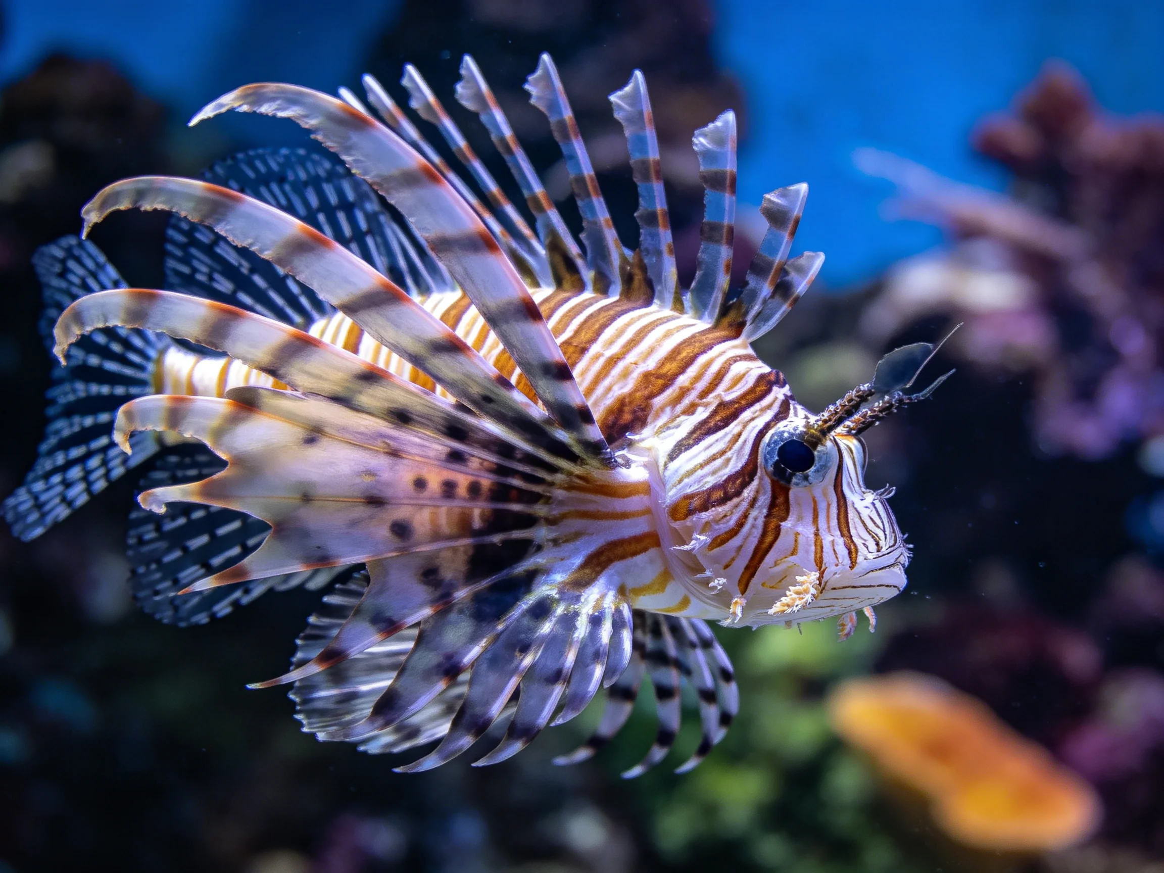 A vibrant lionfish with striped pattern and extended fins swimming near aquatic plants