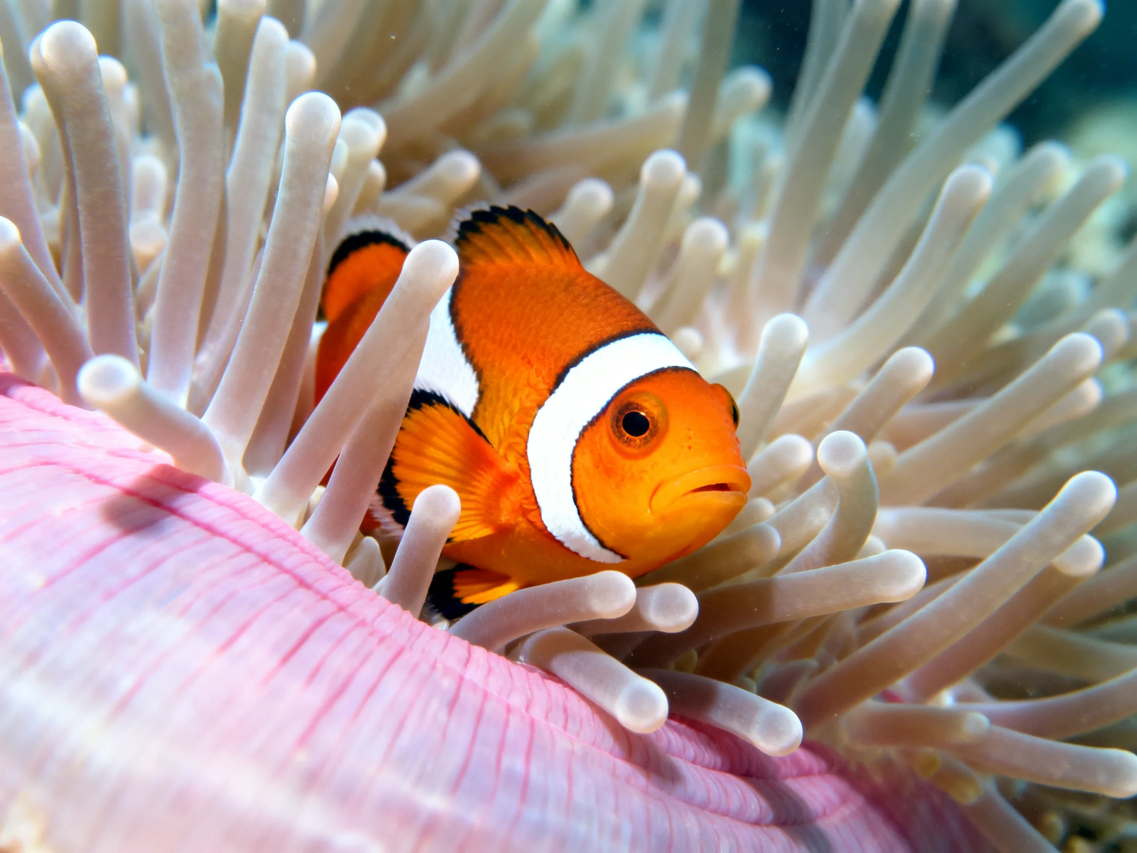 A vibrant orange clownfish nestled among pink and beige sea anemones