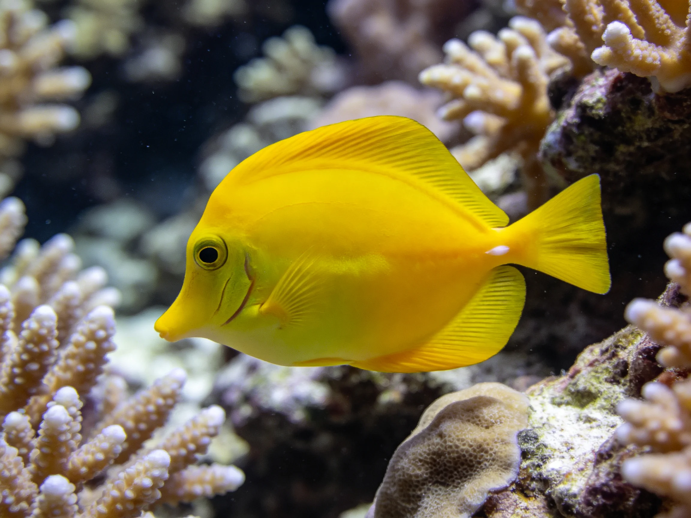A vibrant yellow tropical fish swims near colorful coral formations