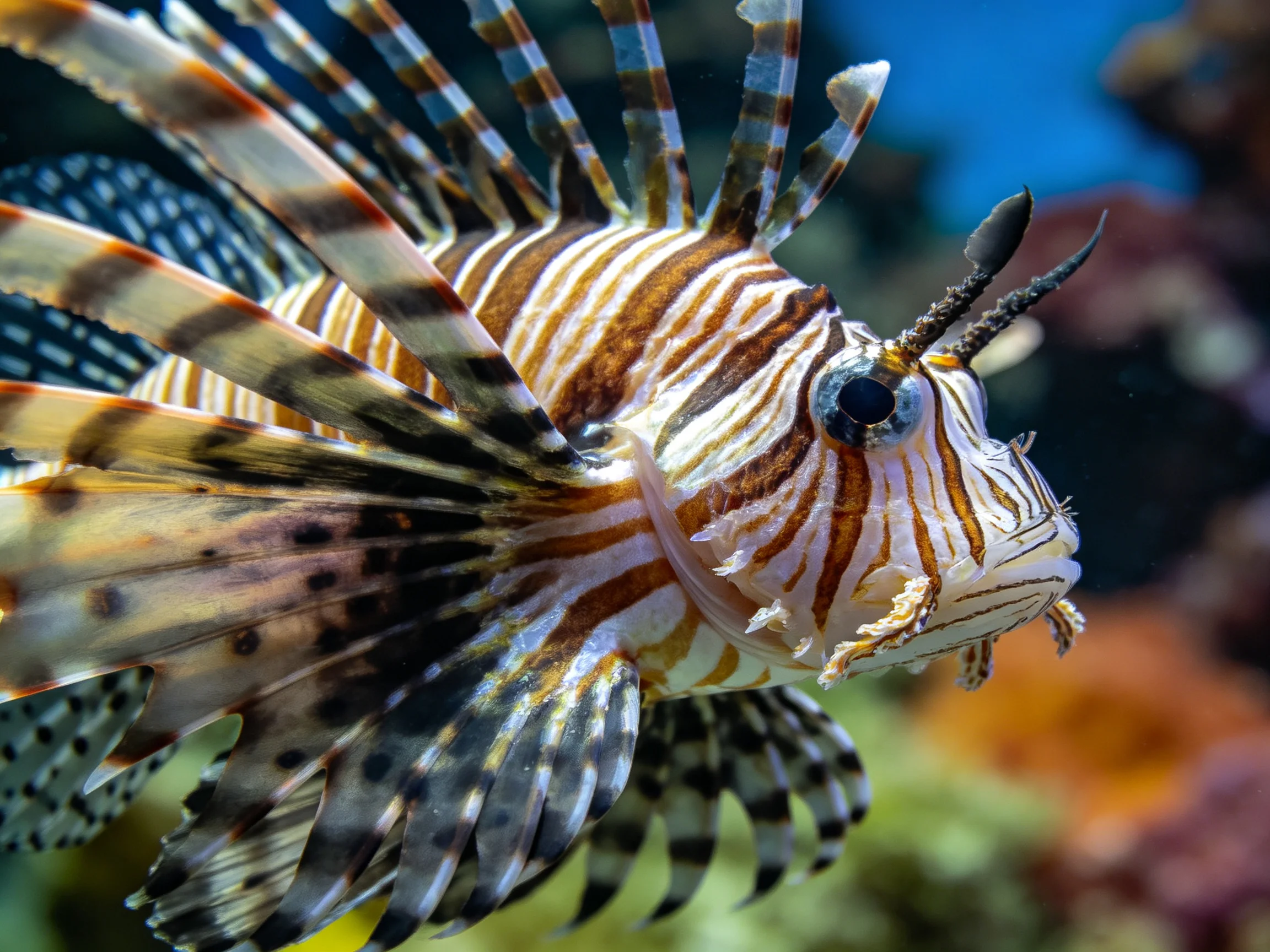 A vibrantly patterned lionfish with striped fins and bold markings