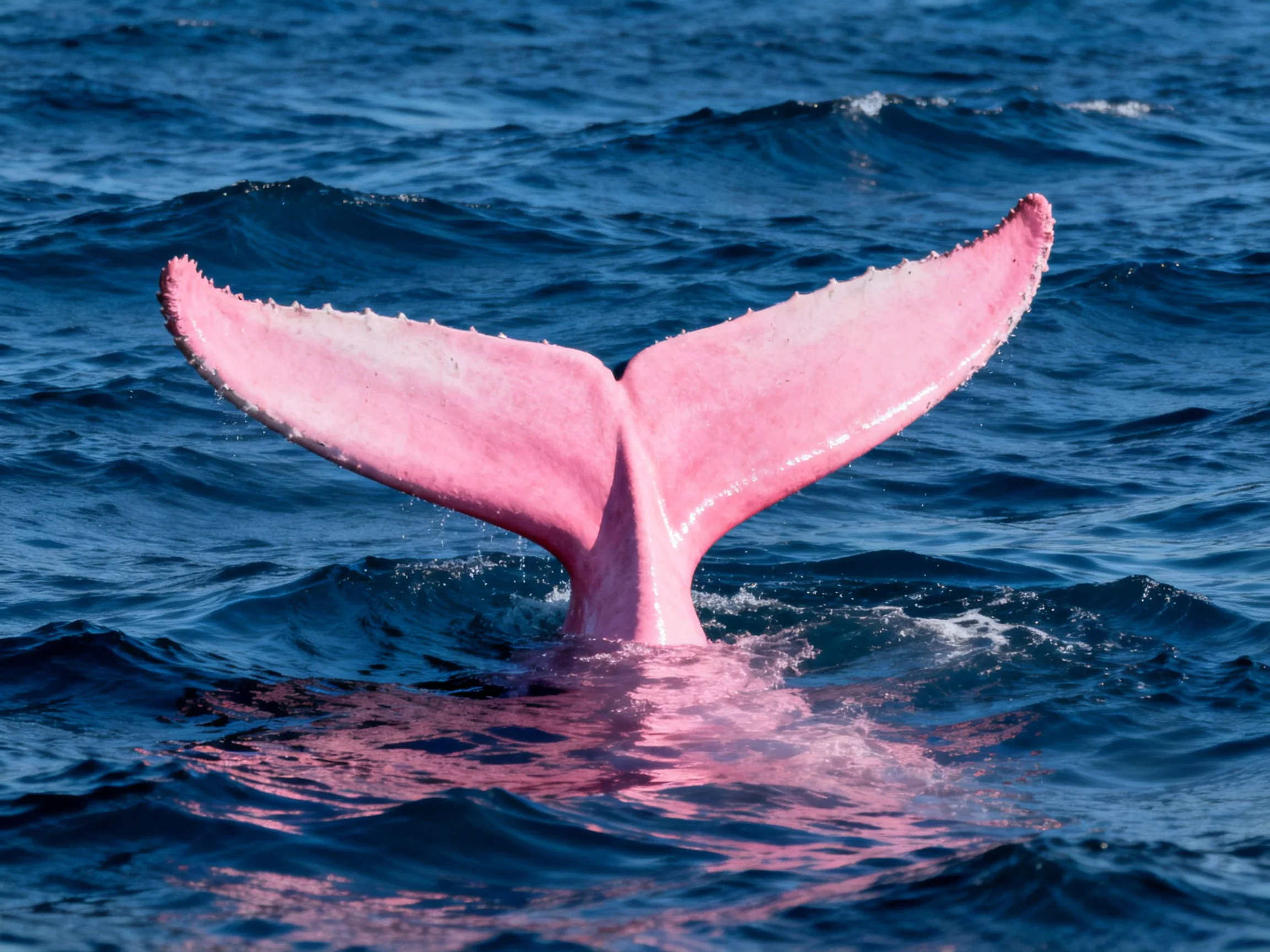 A vivid pink whale tail emerges from deep blue ocean waves