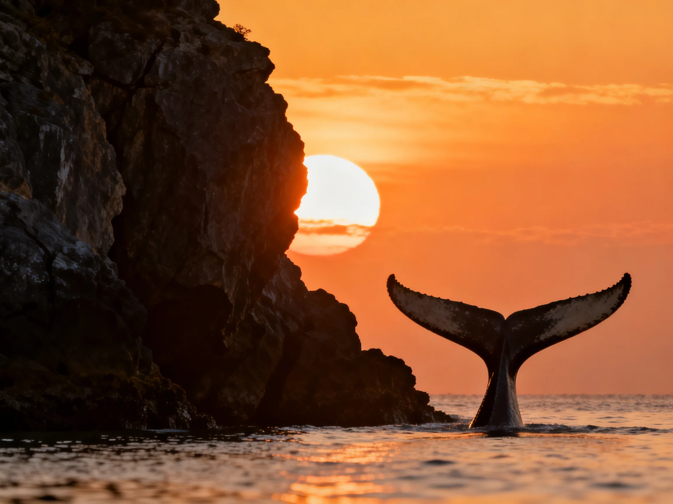 A whales tail rises from calm waters next to a rugged cliff under an orange sunset