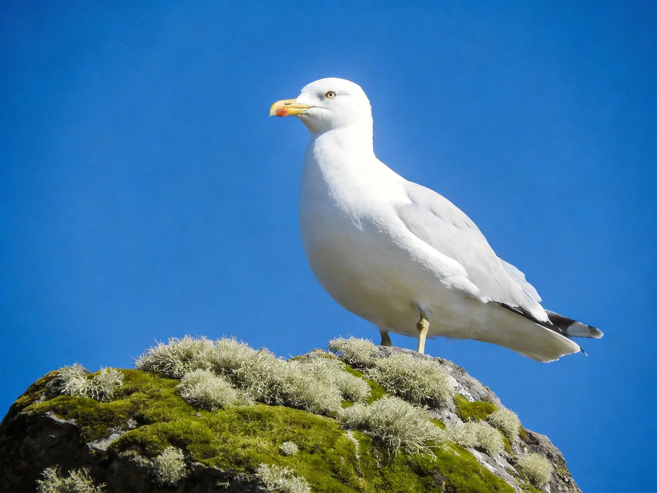 A white seagull perches on a mossy, lichen-covered rock under a clear blue sky