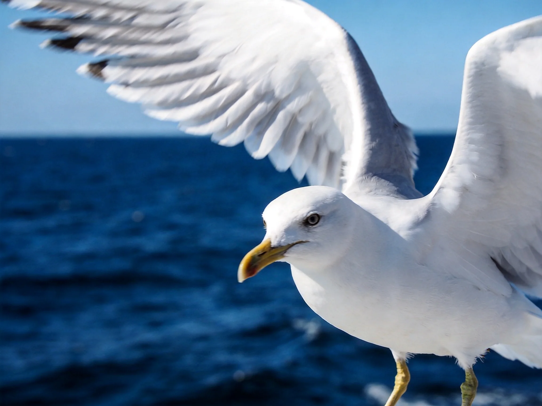 A white seagull spreads wings over deep blue ocean waters