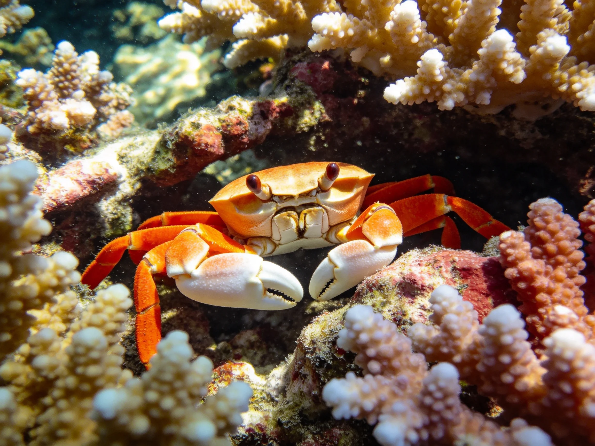 An orange crab nestled among vibrant coral formations