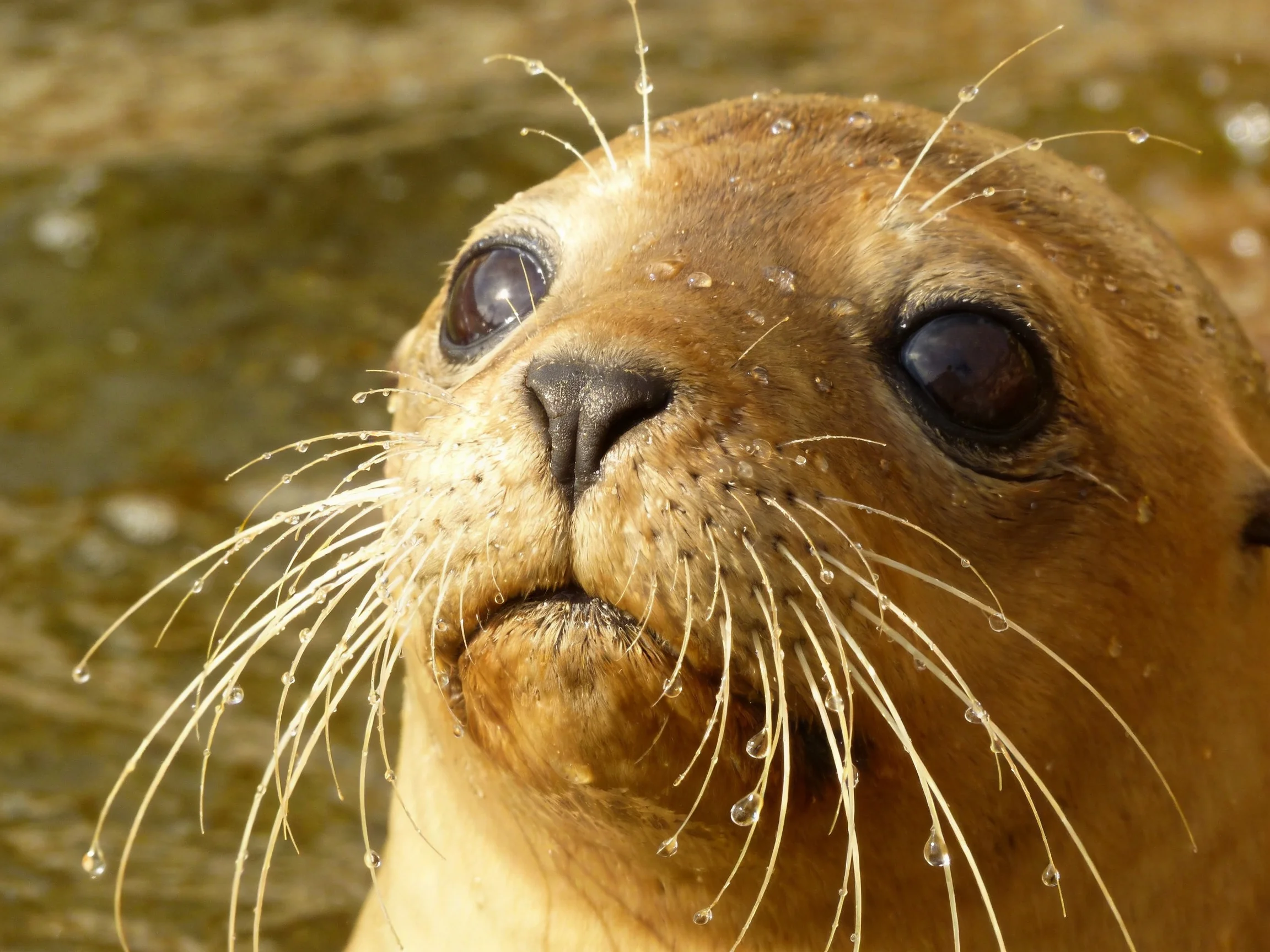 Close - up of a wet brown sea lion pup with water droplets