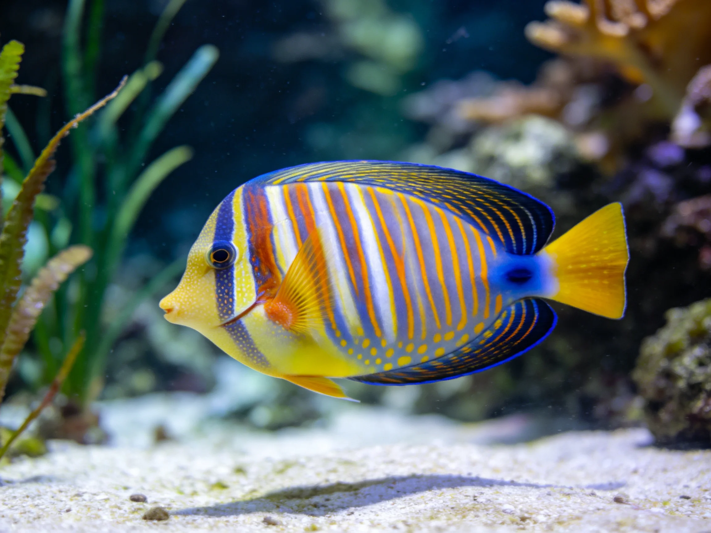 Colorful striped tropical fish swims near corals and aquatic plants