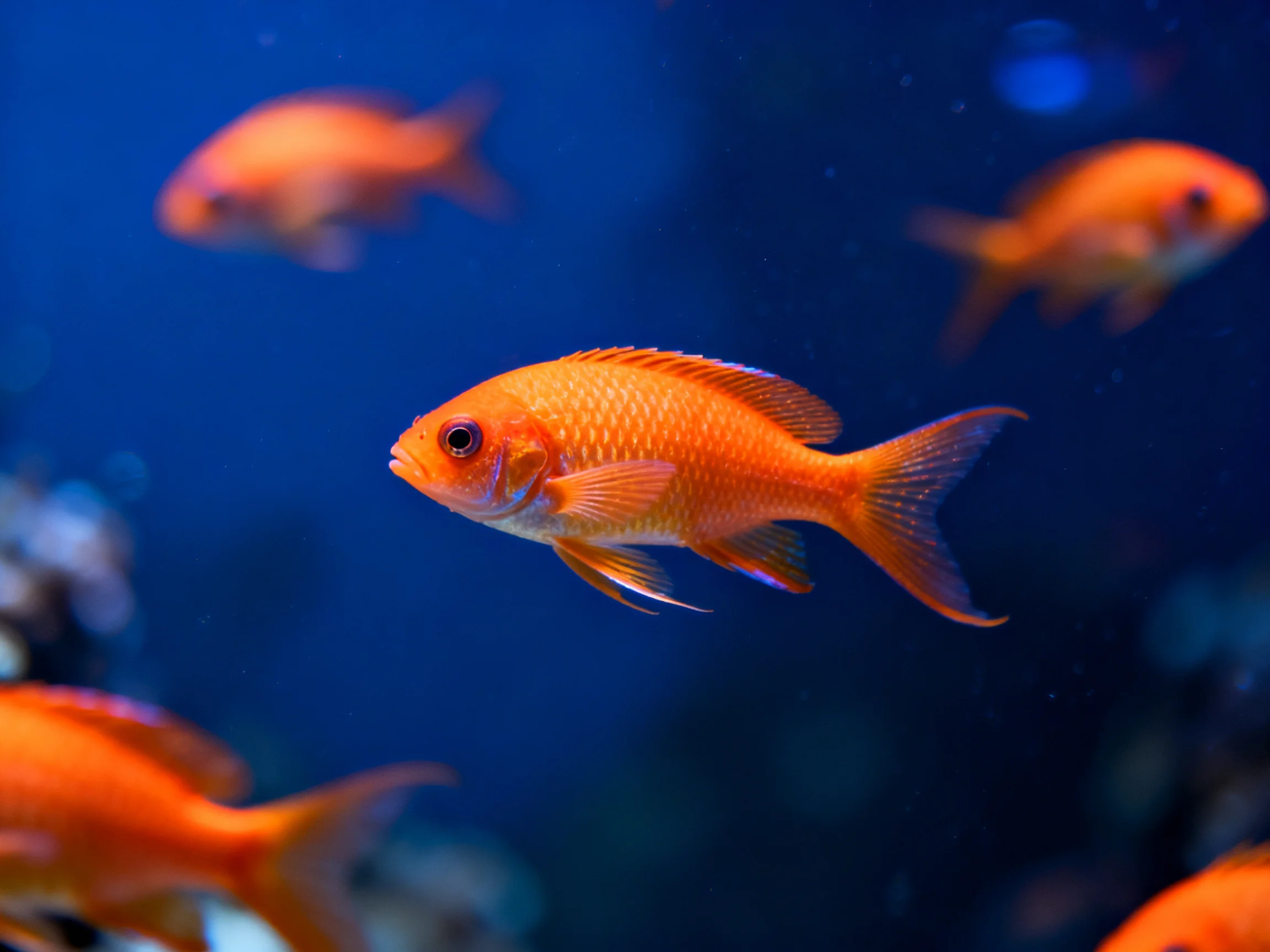 Five vibrant orange fish swim in a deep blue aquatic environment
