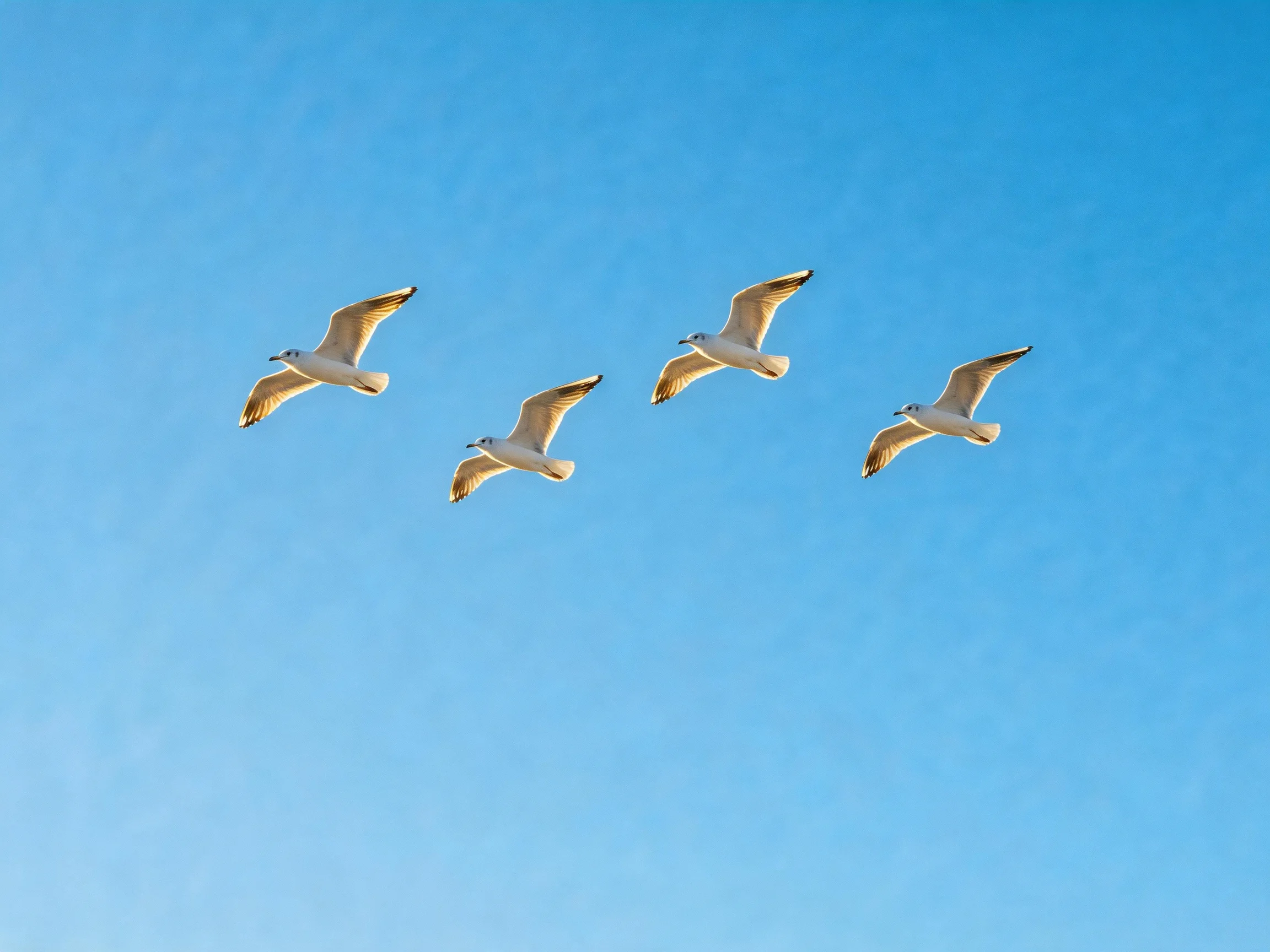 Four seagulls fly in formation against a clear blue sky