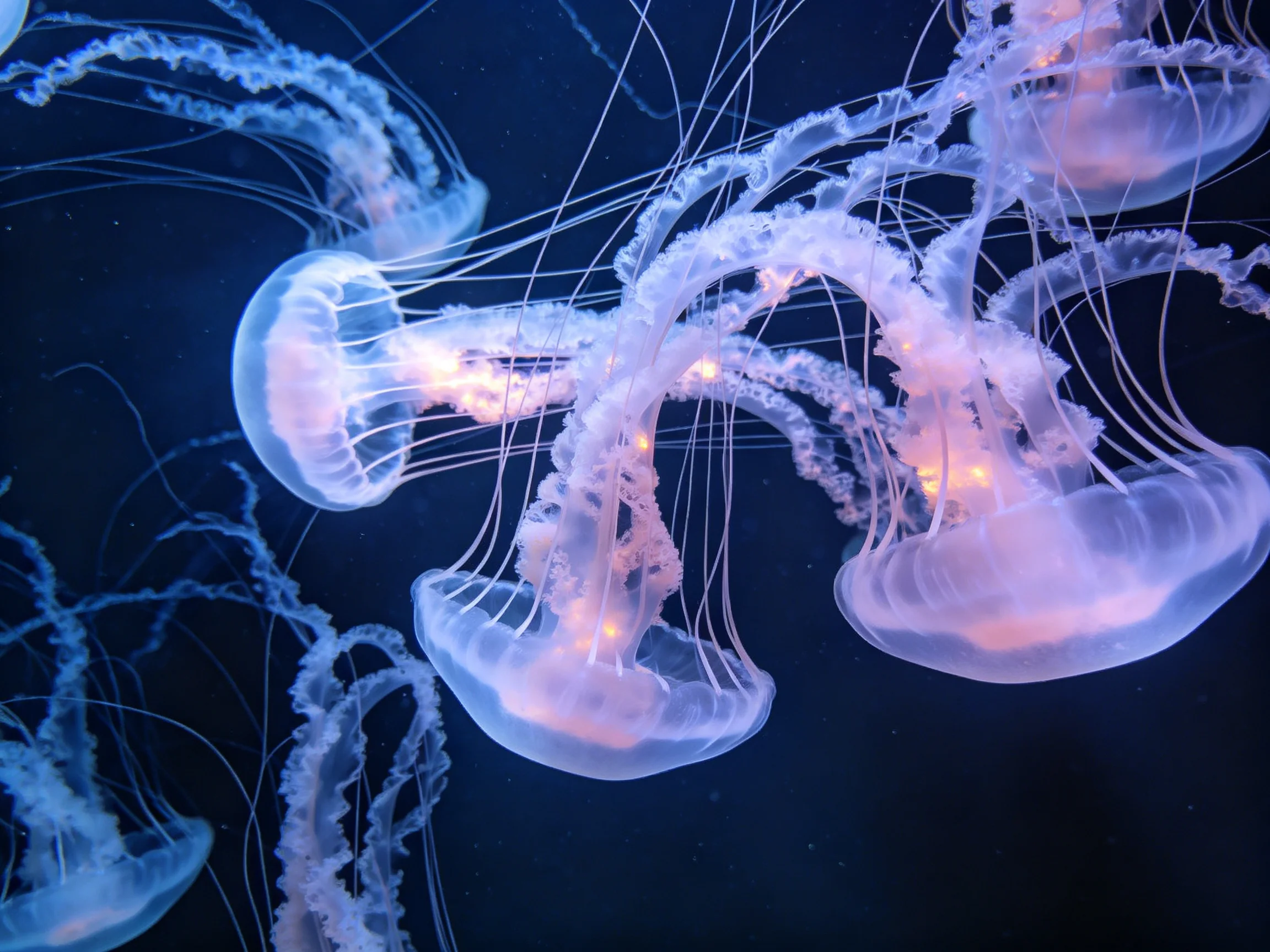 Several translucent glowing jellyfish in dark blue water