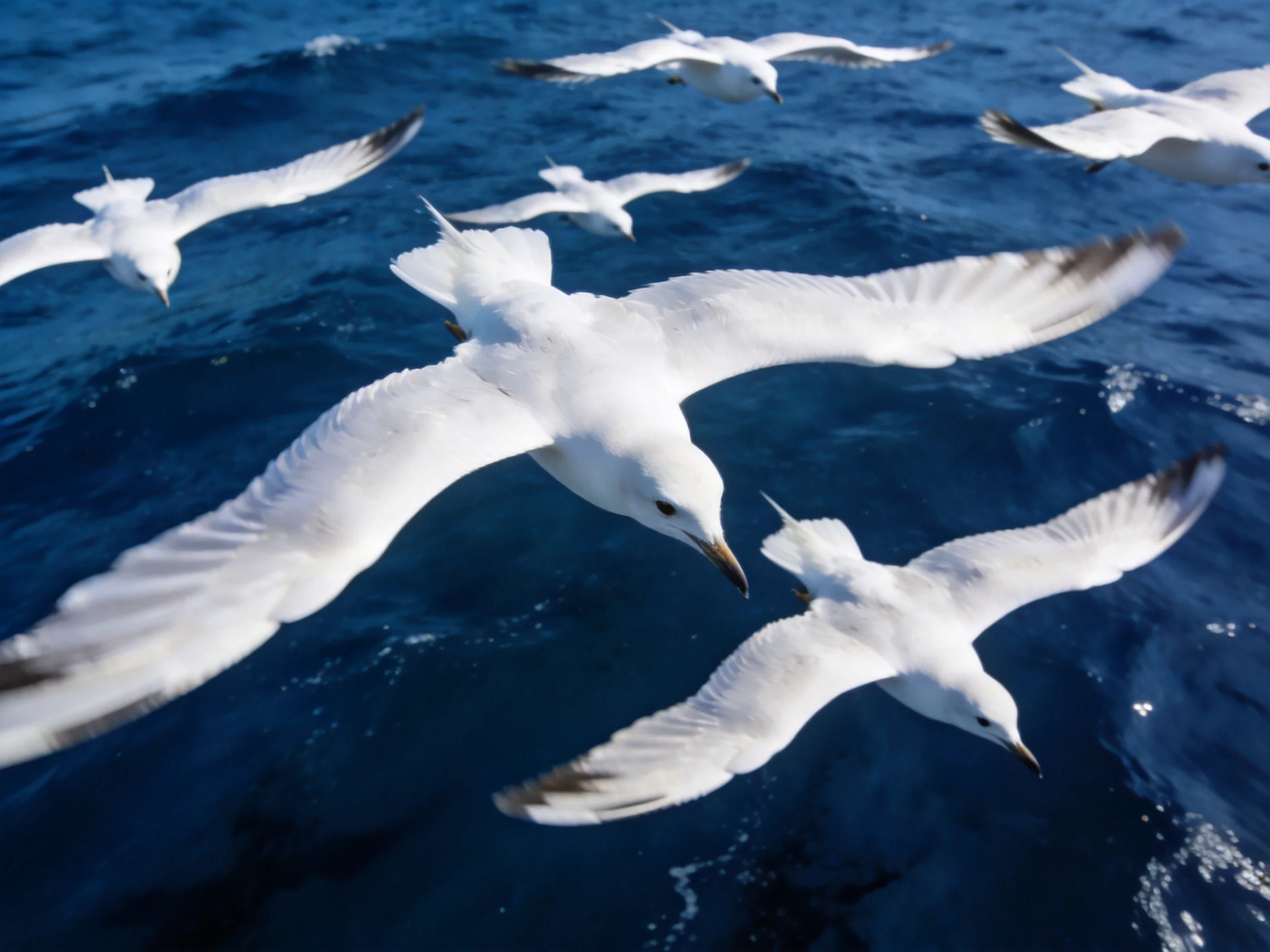 Six white seabirds fly over deep blue ocean waters