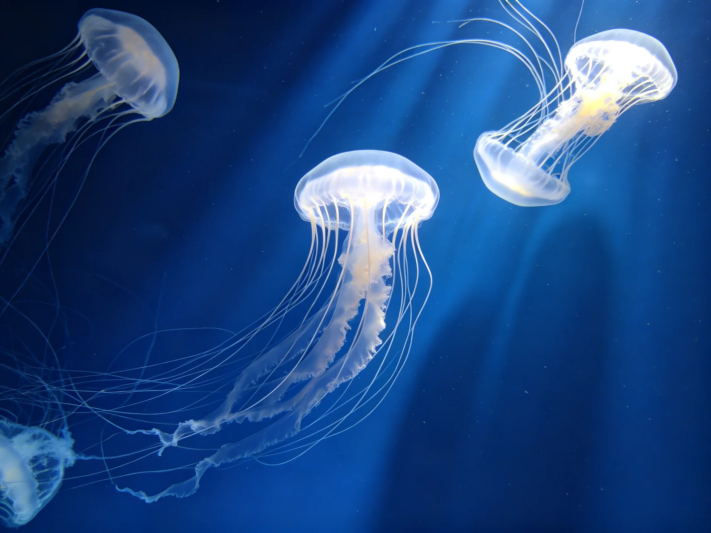 Three translucent jellyfish glide in deep blue ocean waters